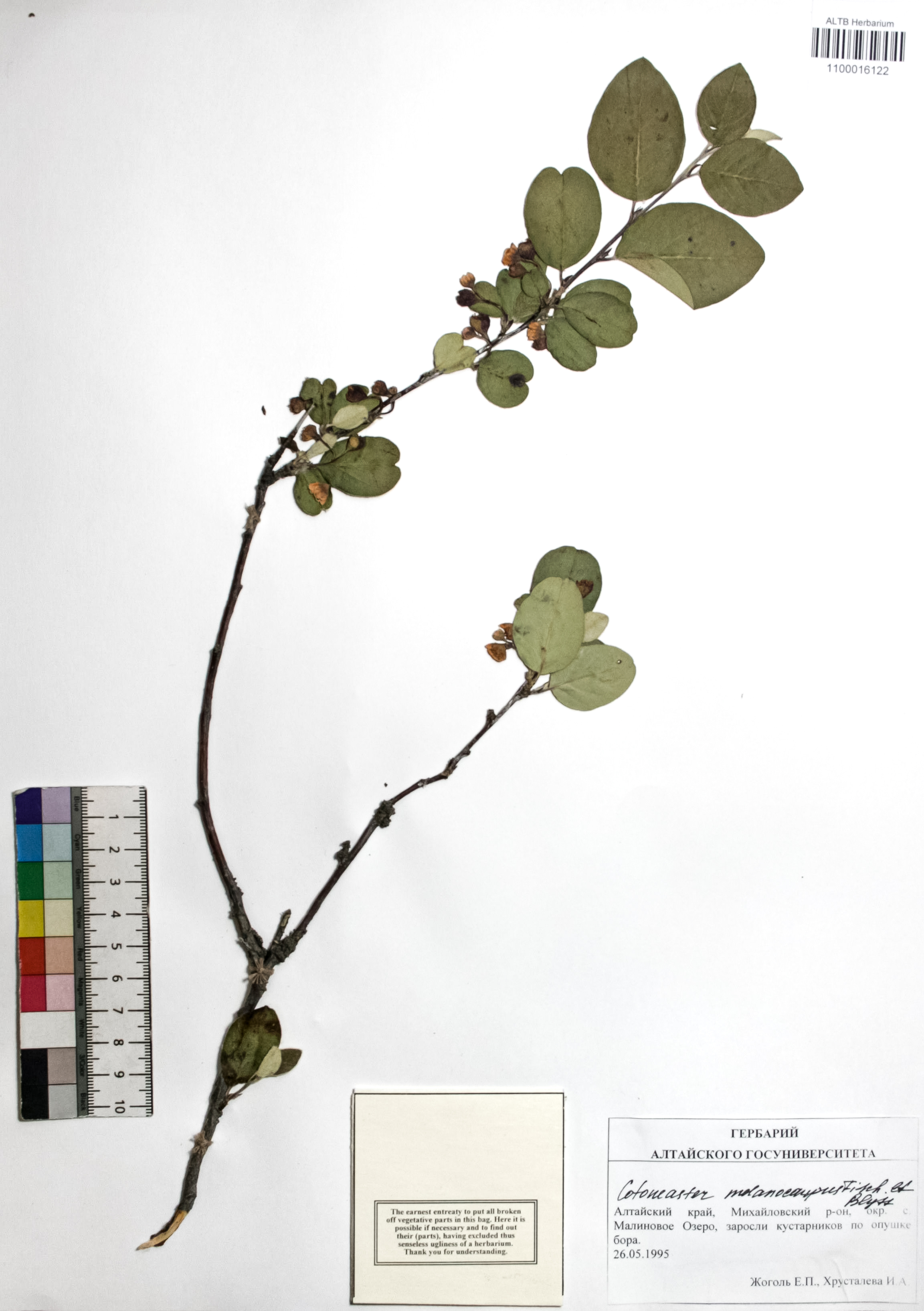 Cotoneaster melanocarpus Fisch. ex Blytt