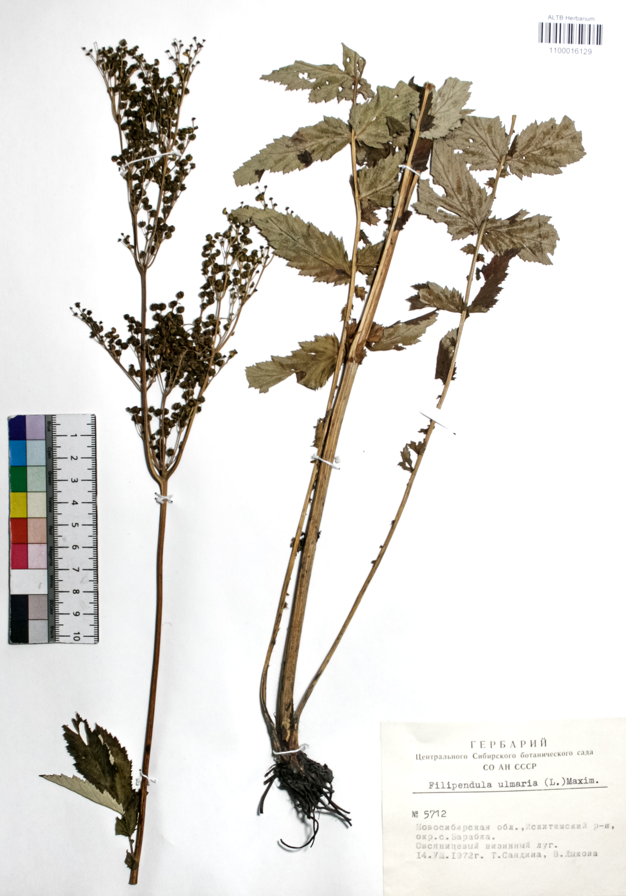 Filipendula ulmaria (L.) Maxim.