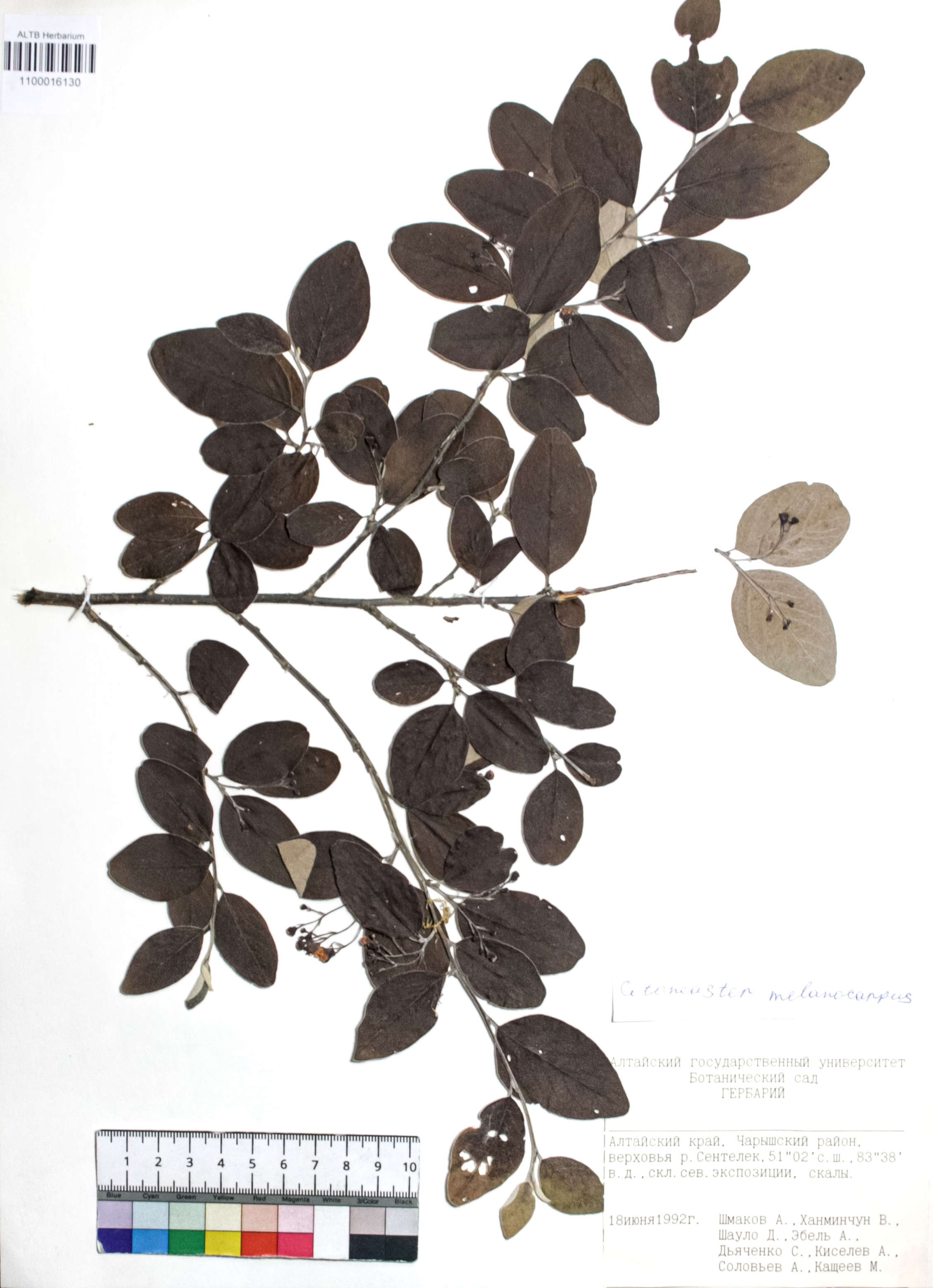 Cotoneaster melanocarpus Fisch. ex Blytt