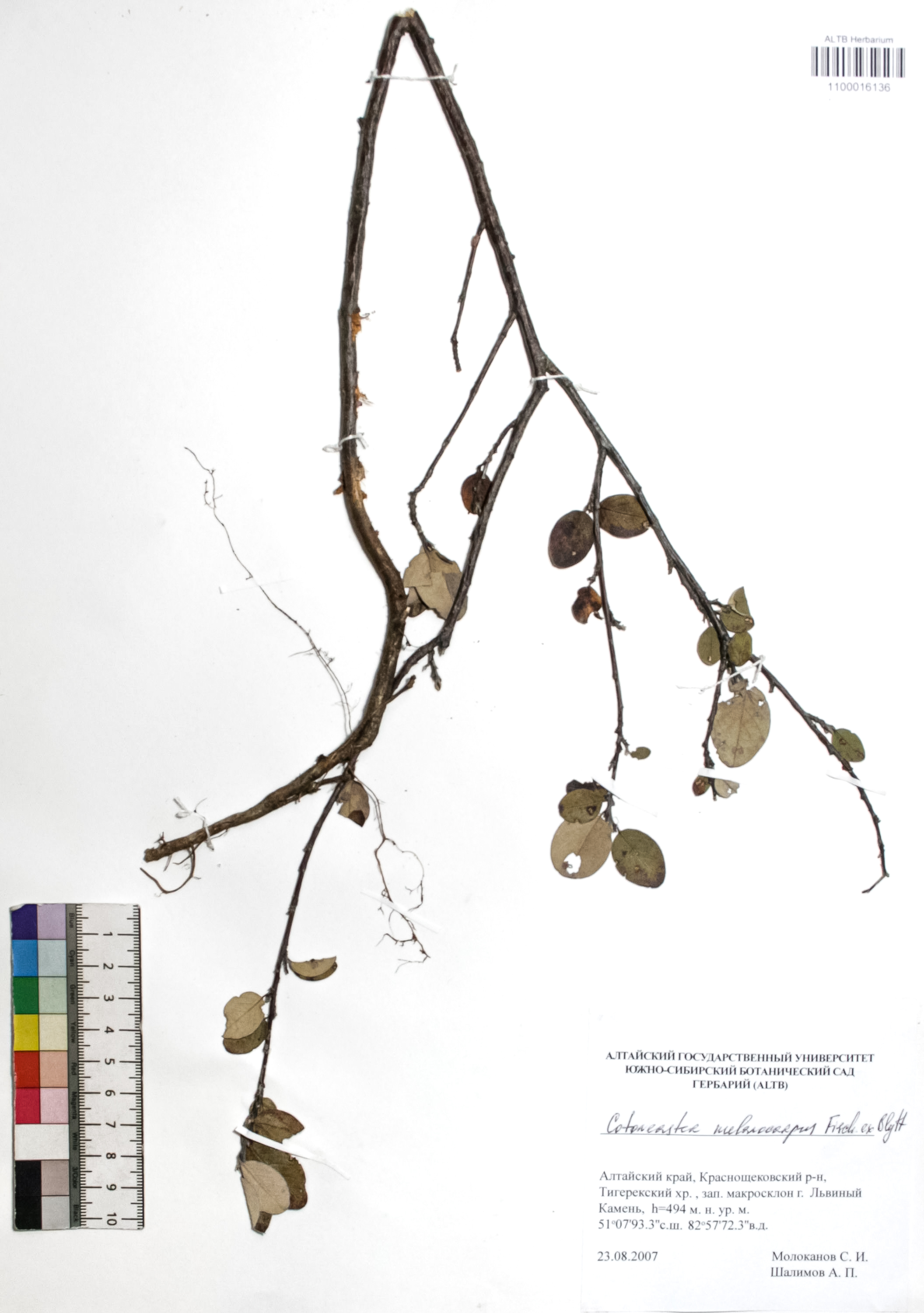 Cotoneaster melanocarpus Fisch. ex Blytt