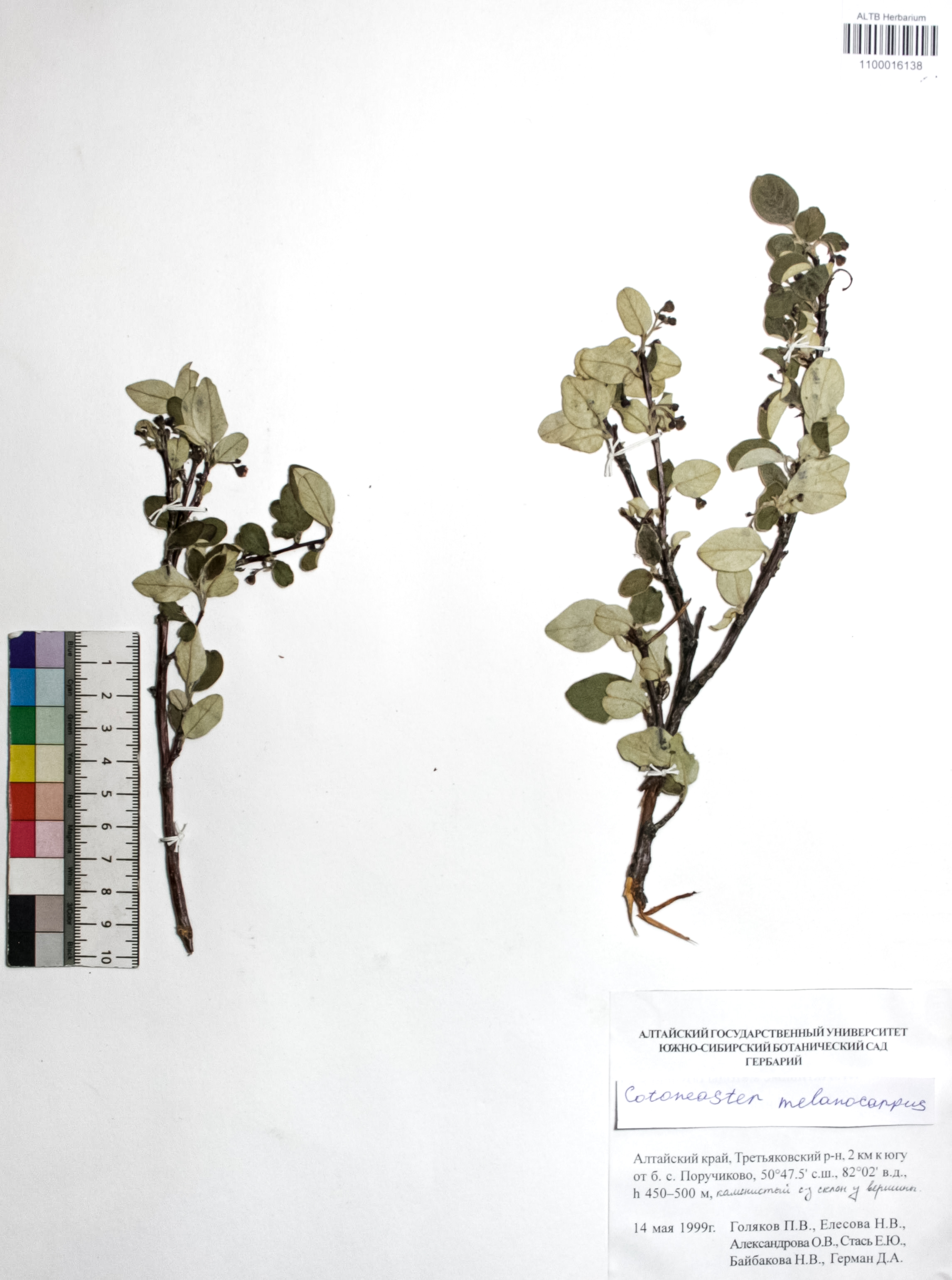 Cotoneaster melanocarpus Fisch. ex Blytt