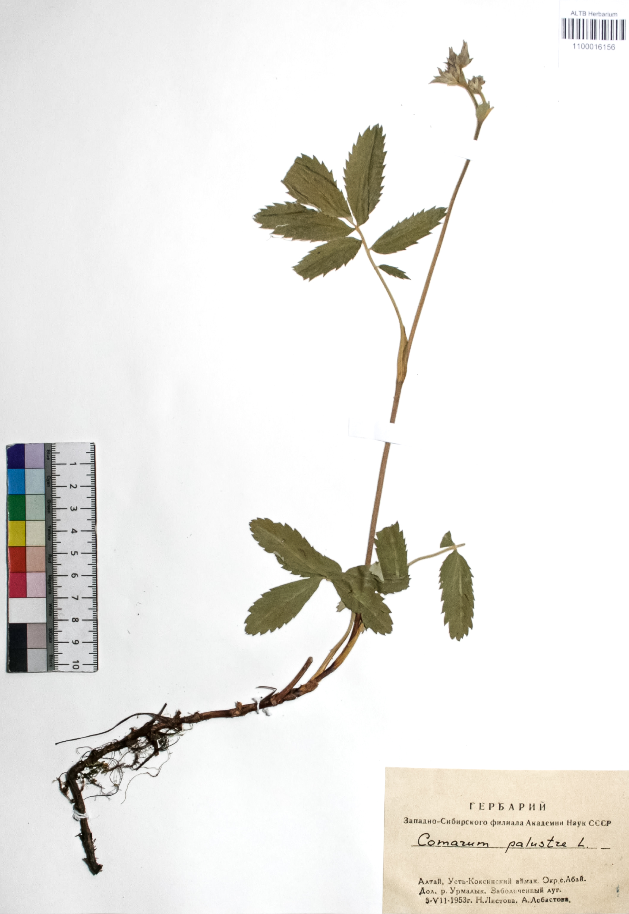 Comarum palustre L.