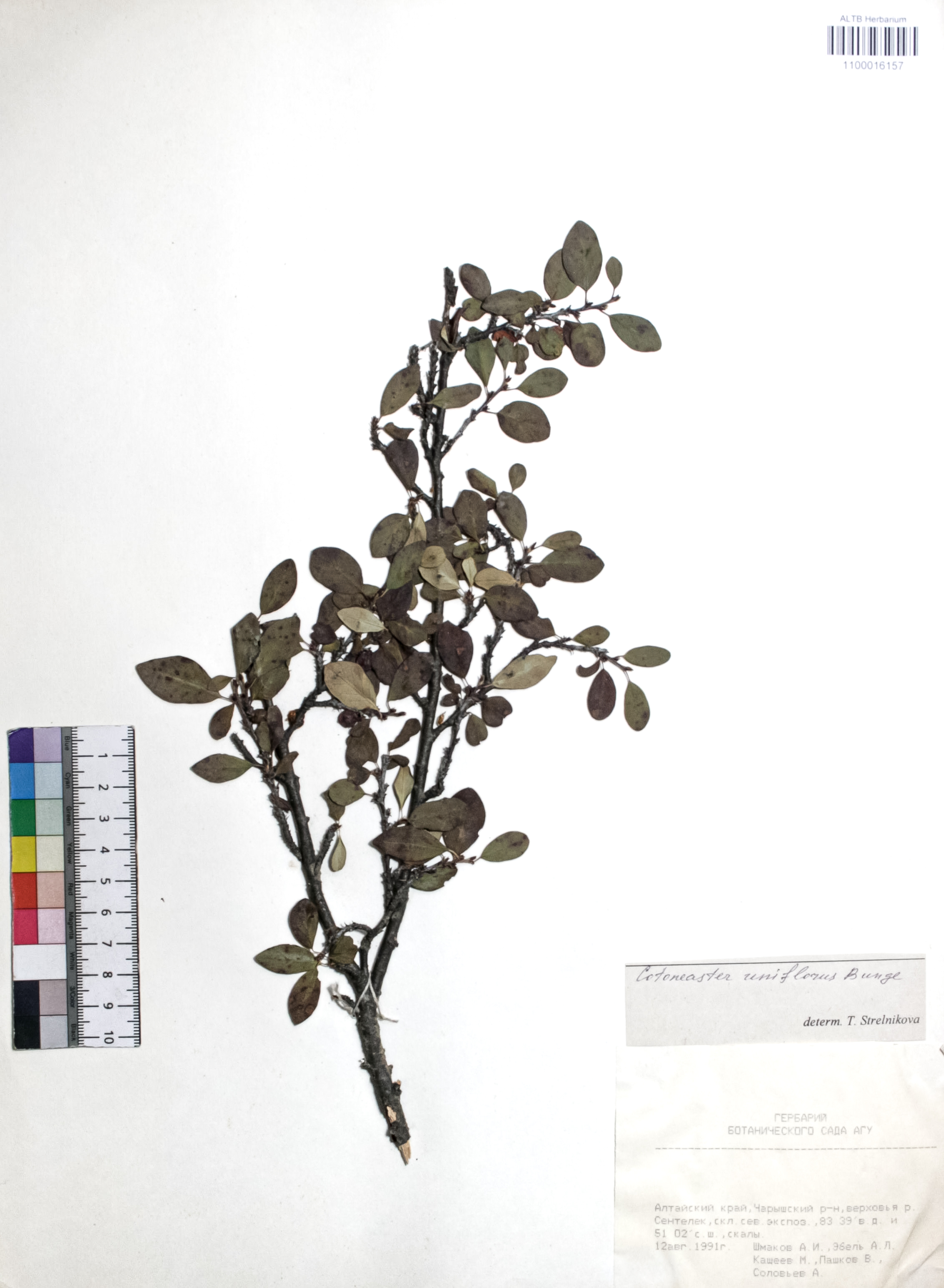 Cotoneaster uniflorus Bunge