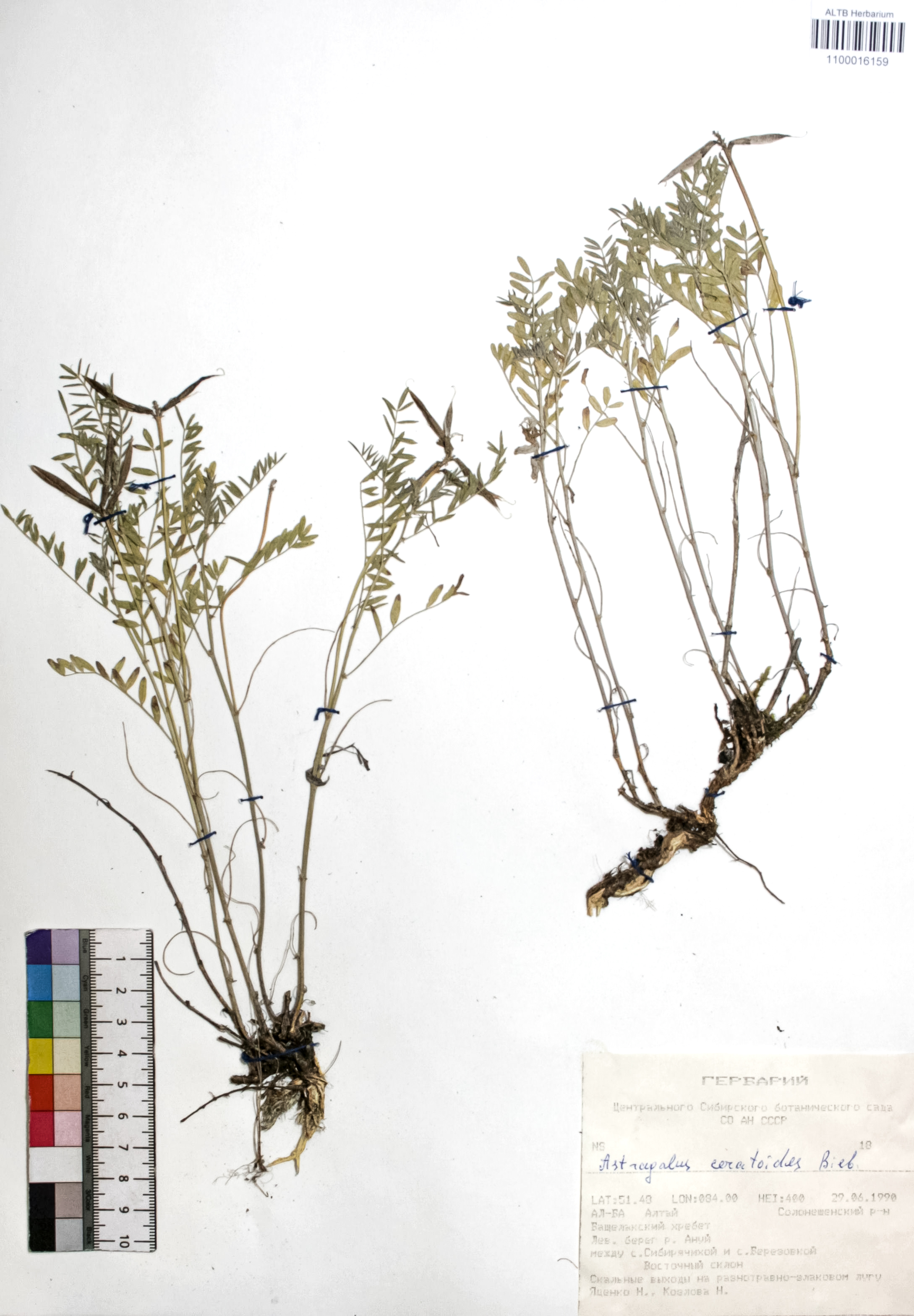 Astragalus ceratoides Bieb