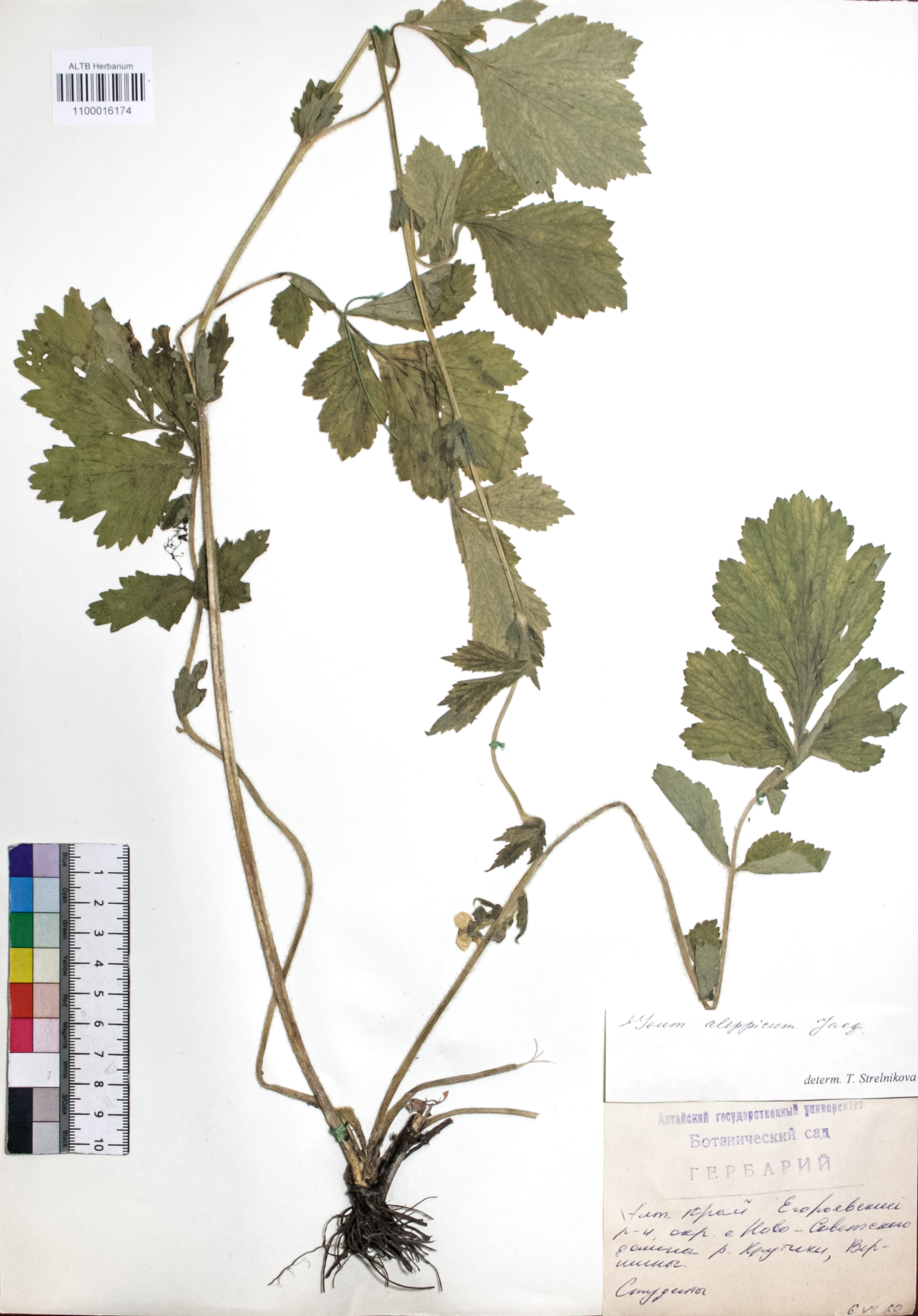 Geum aleppicum Jacq.
