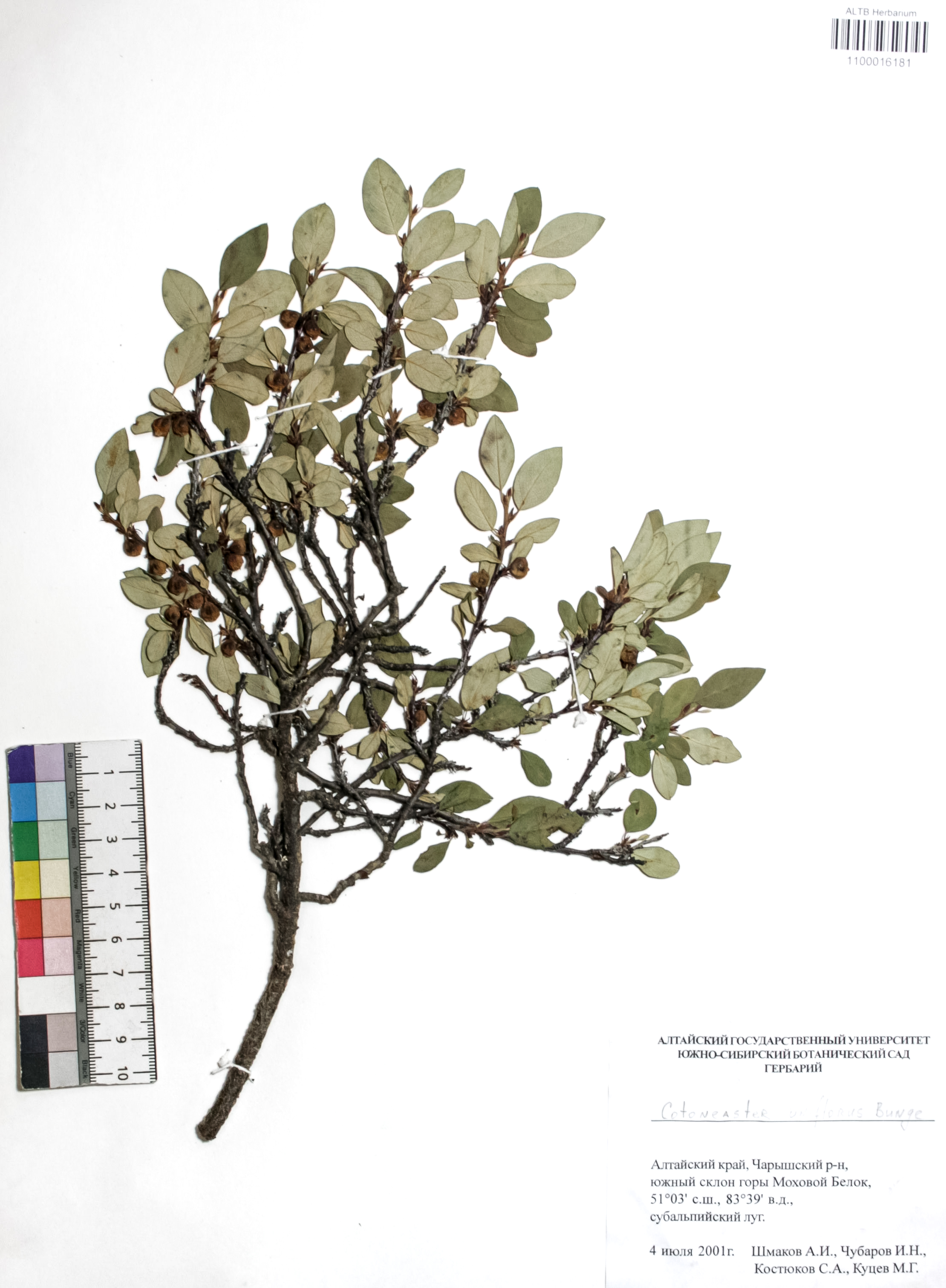 Cotoneaster uniflorus Bunge