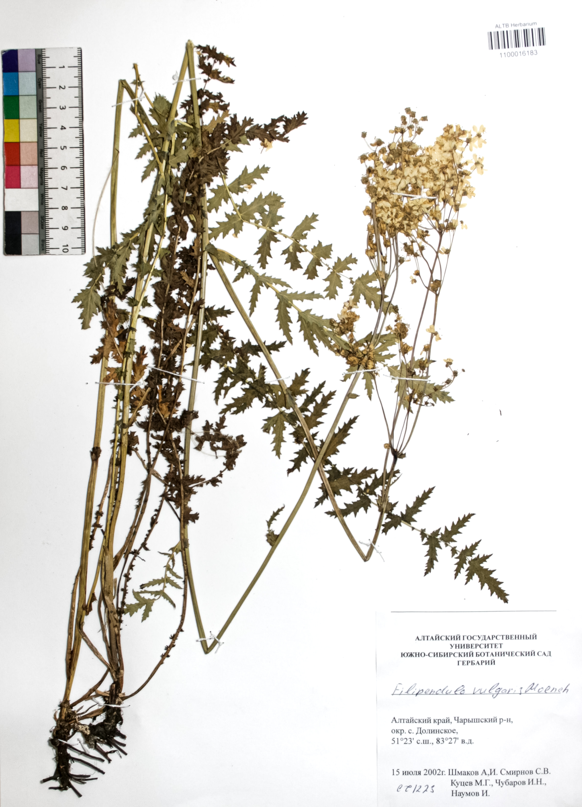 Filipendula vulgaris Moench