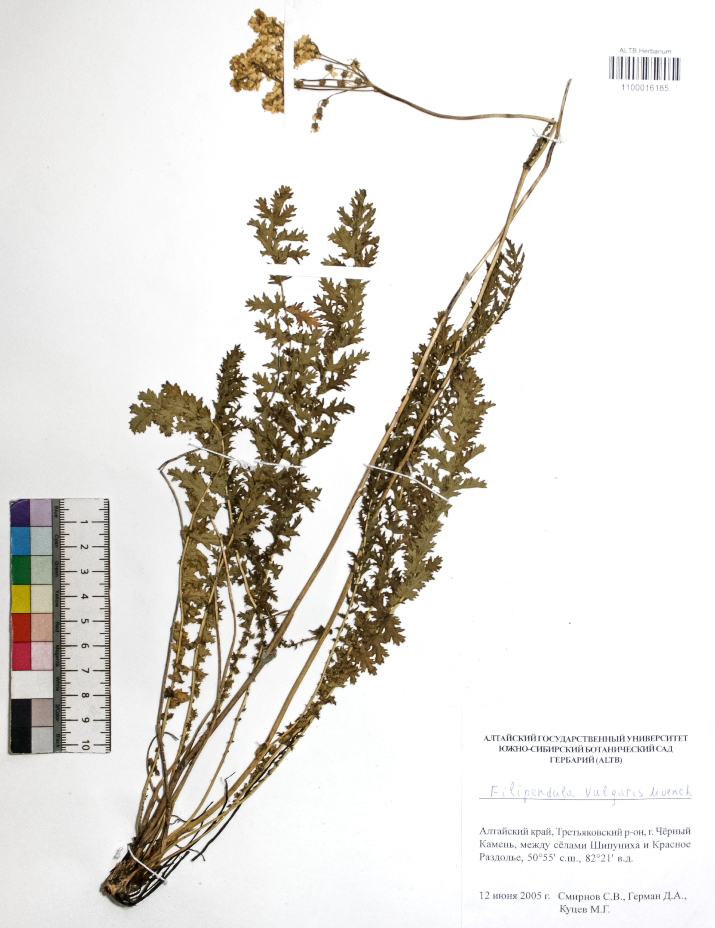 Filipendula vulgaris Moench