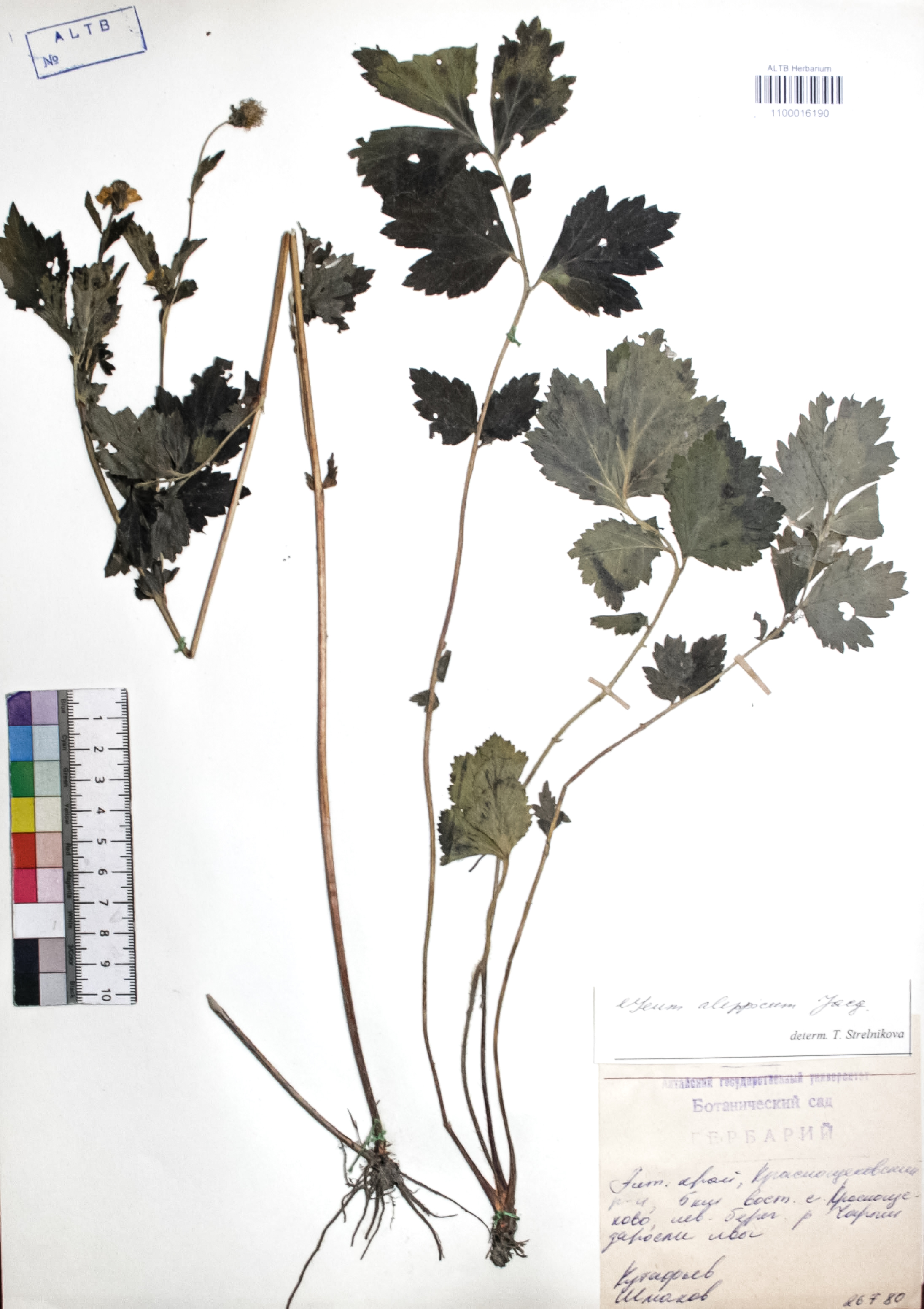 Geum aleppicum Jacq.