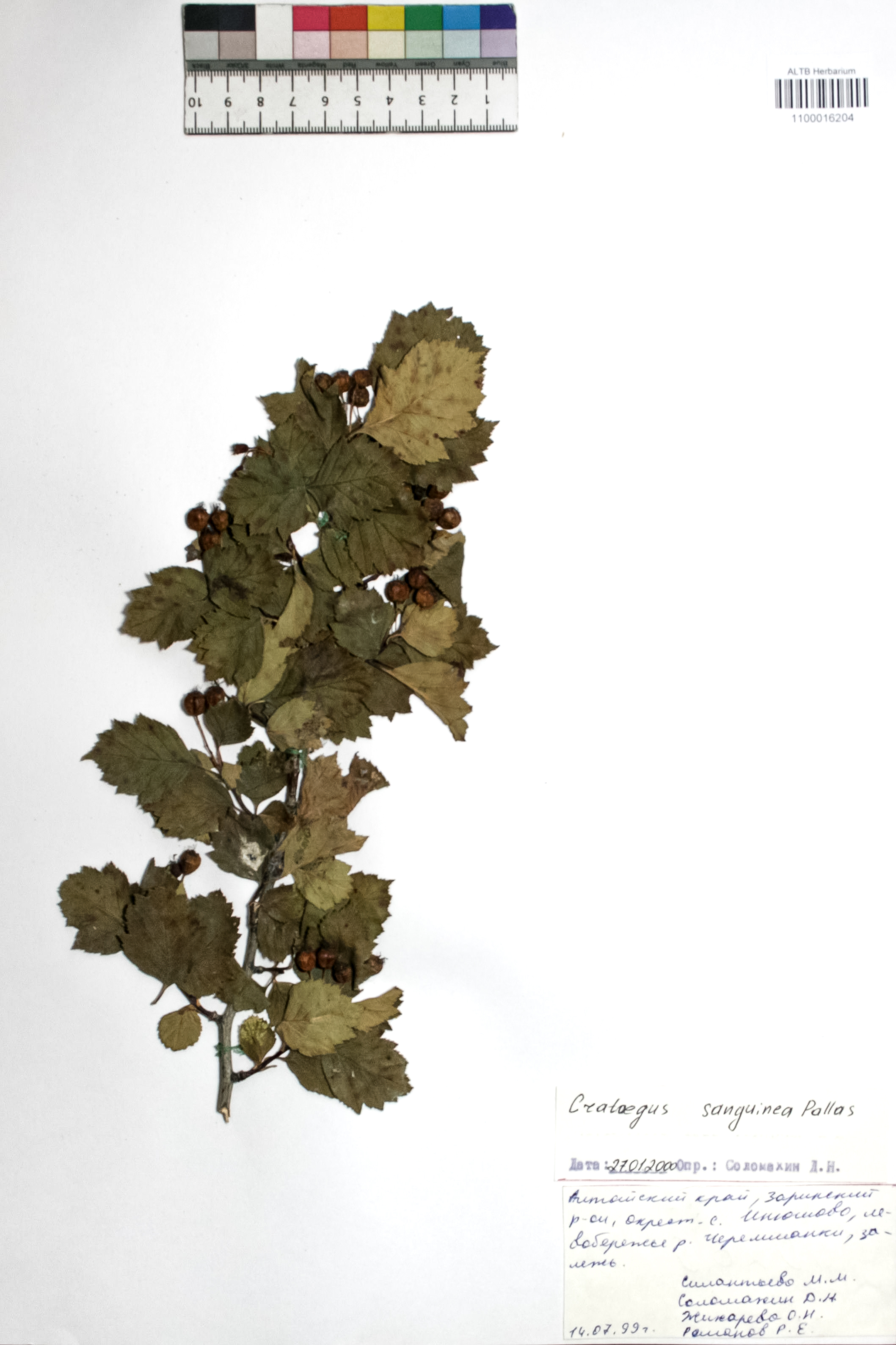 Crataegus sanguinea Pall.