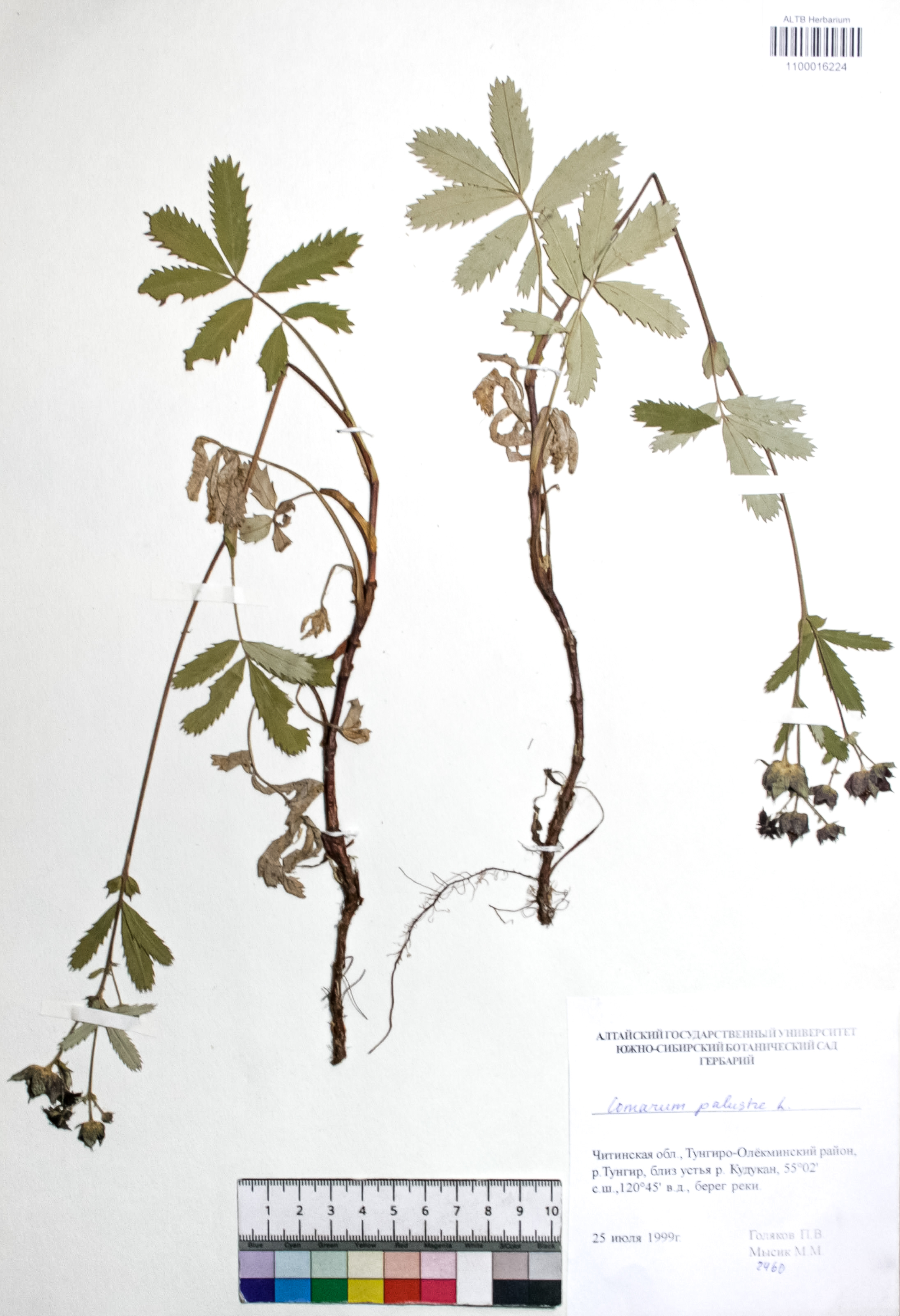 Comarum palustre L.
