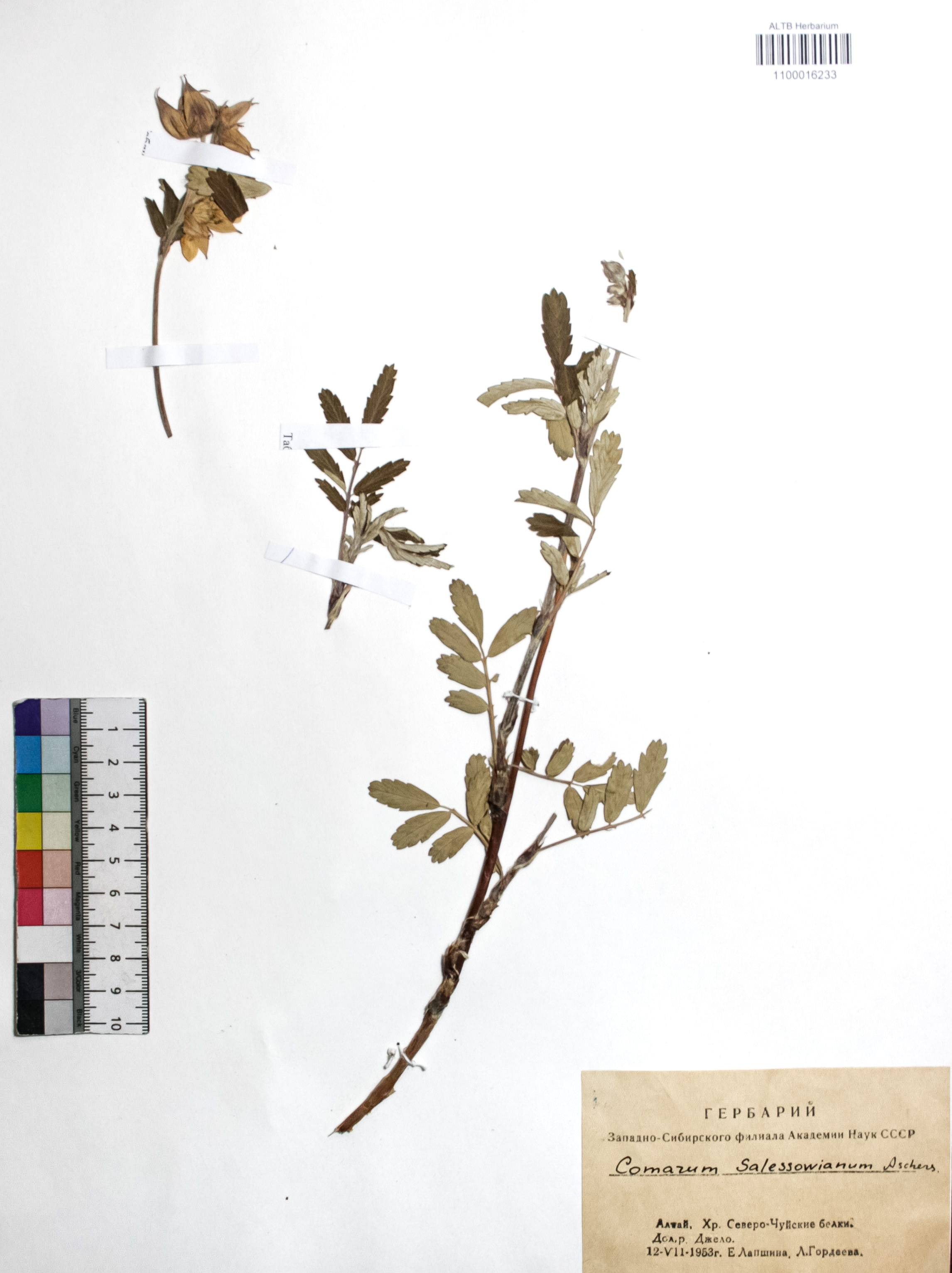 Comarum salesovianum (Steph) Asch. et Graebn.