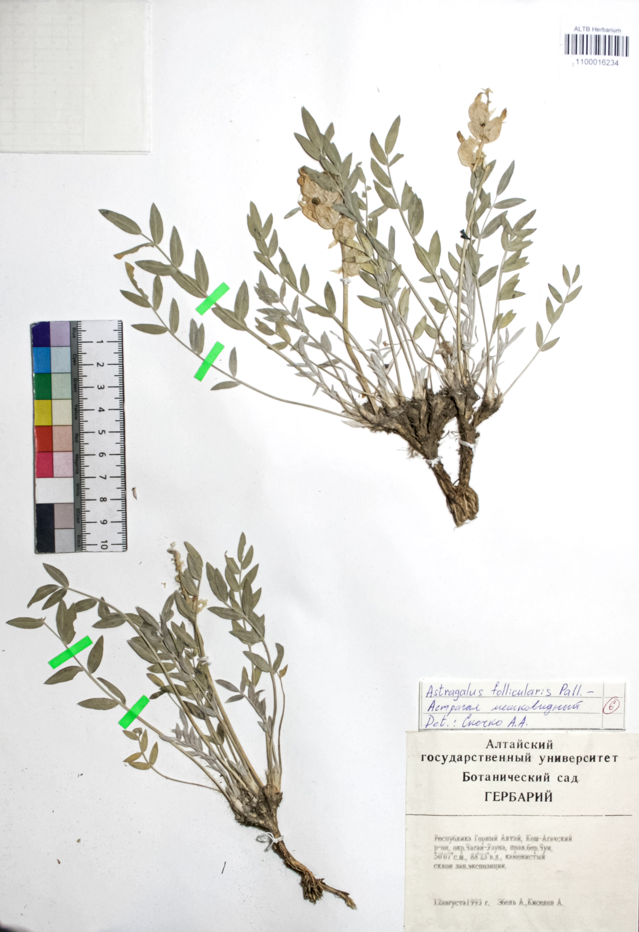 Astragalus follicularis Pall.