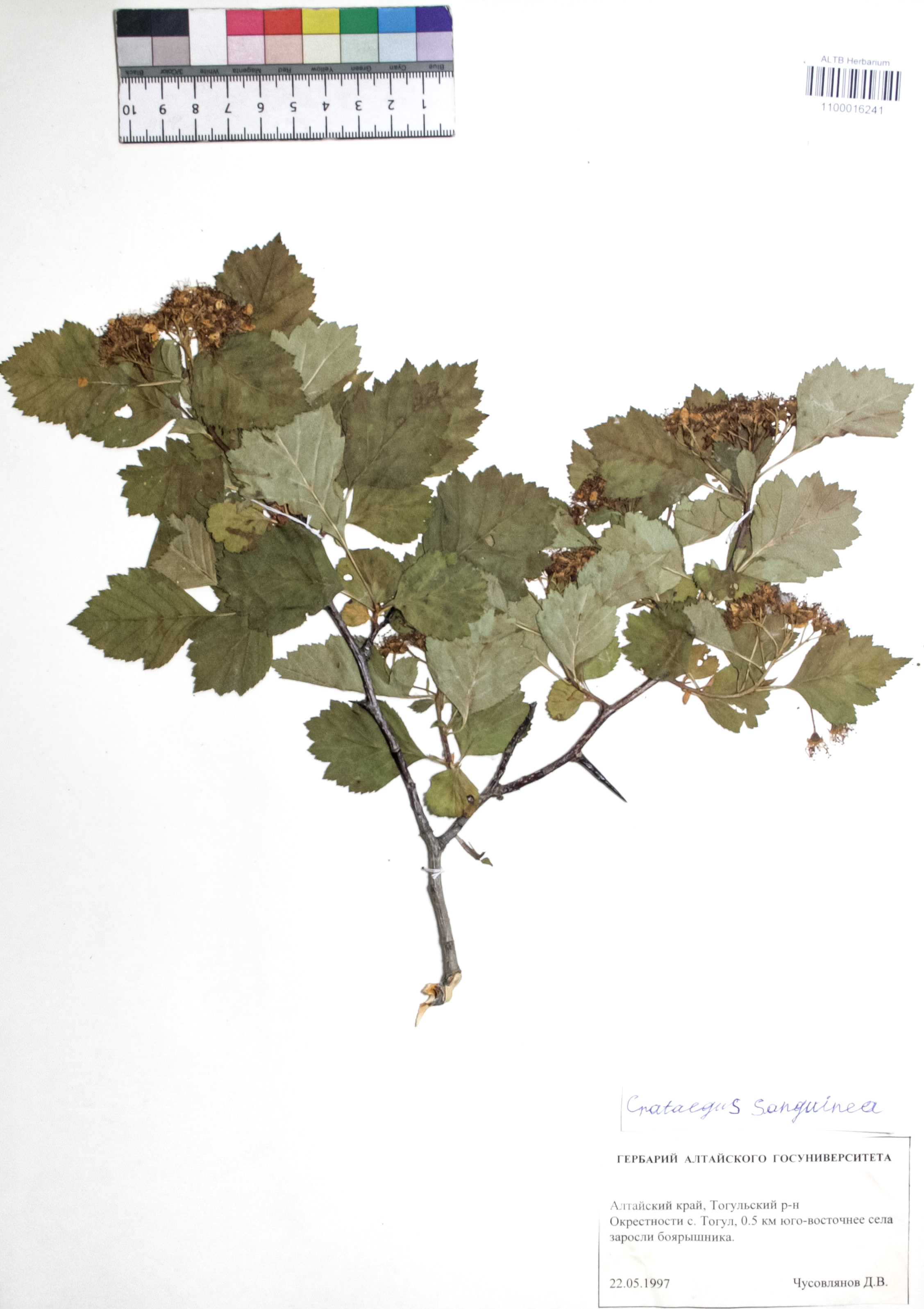 Crataegus sanguinea Pall.