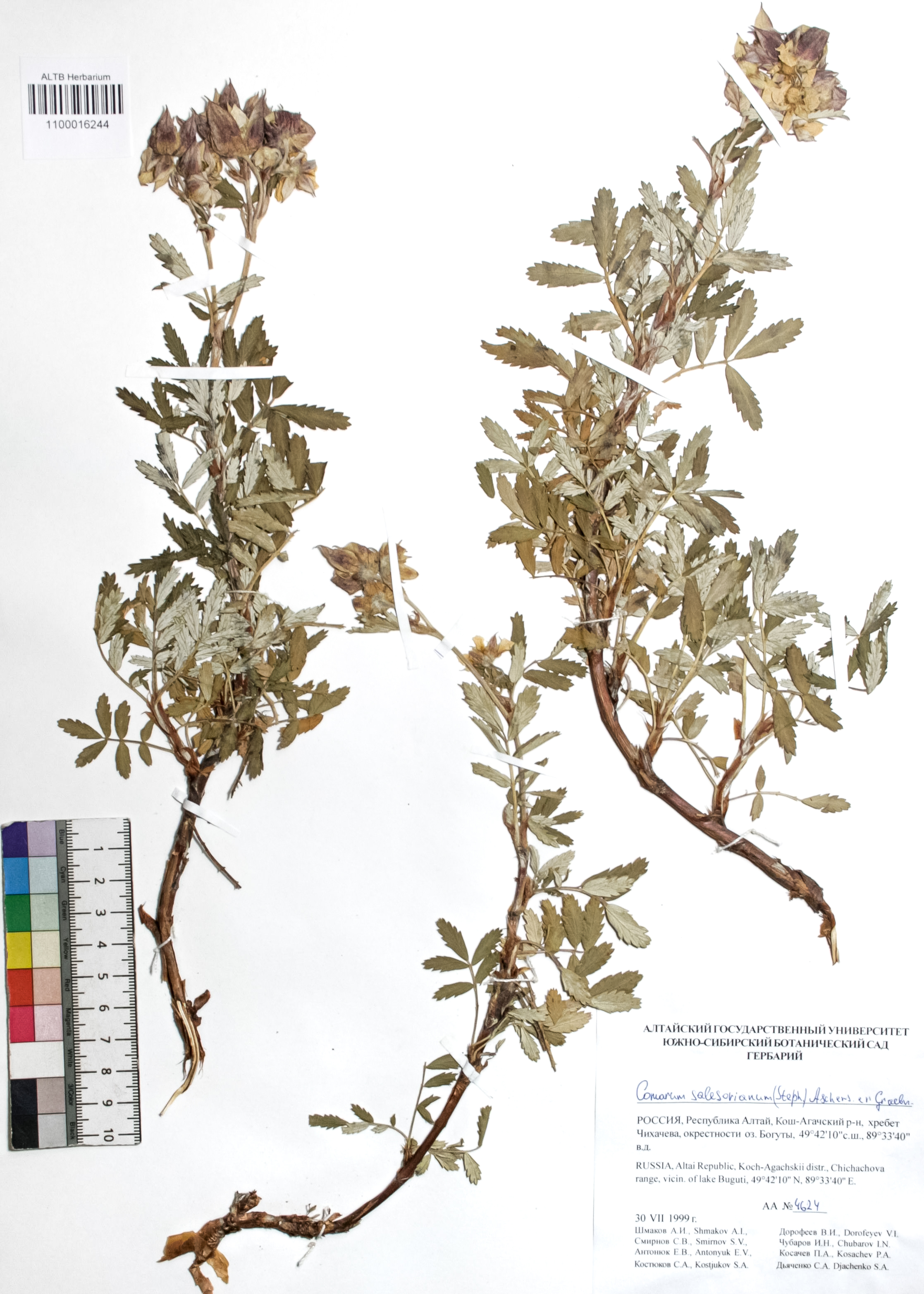 Comarum salesovianum (Steph) Asch. et Graebn.