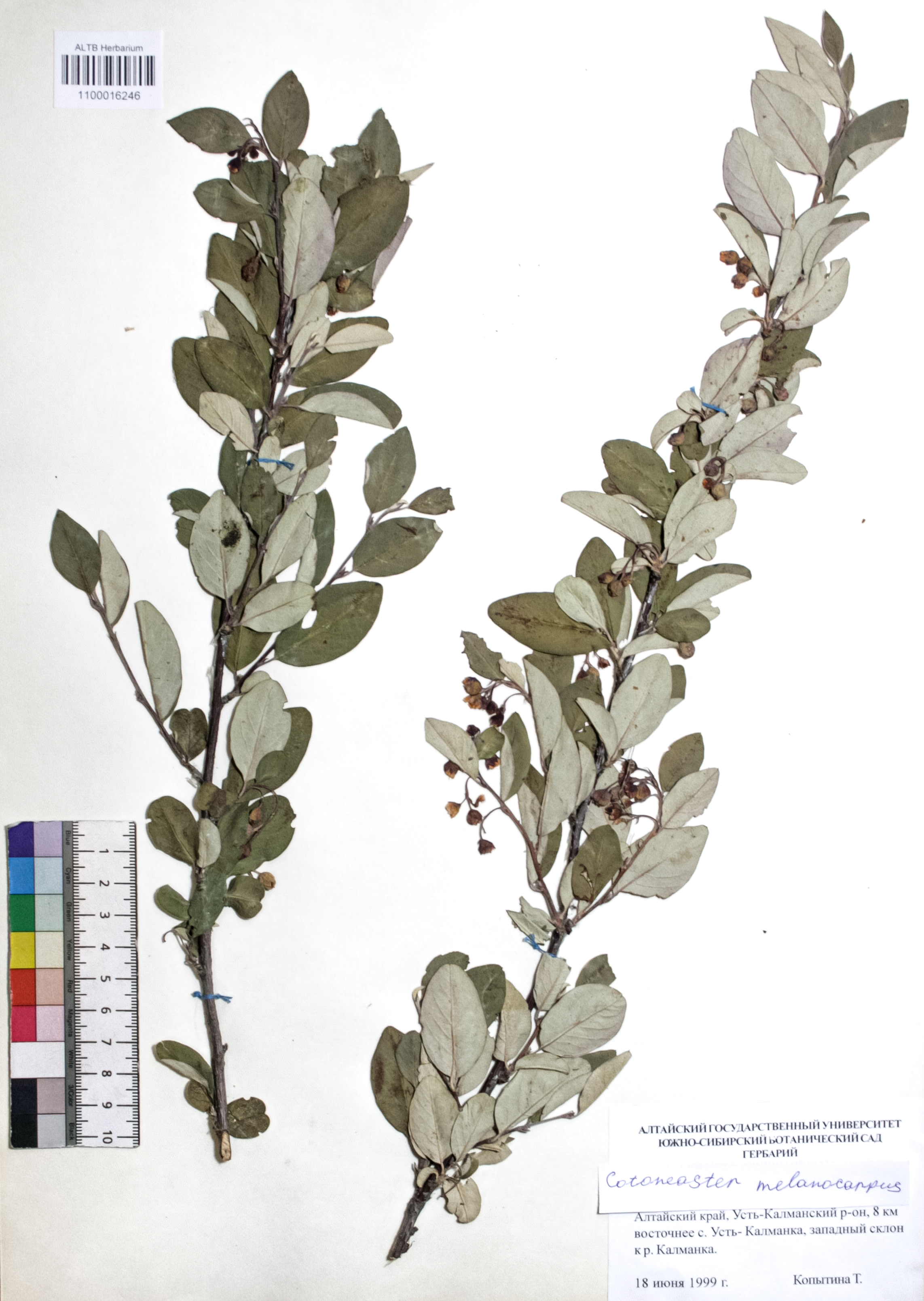 Cotoneaster melanocarpus Fisch. ex Blytt
