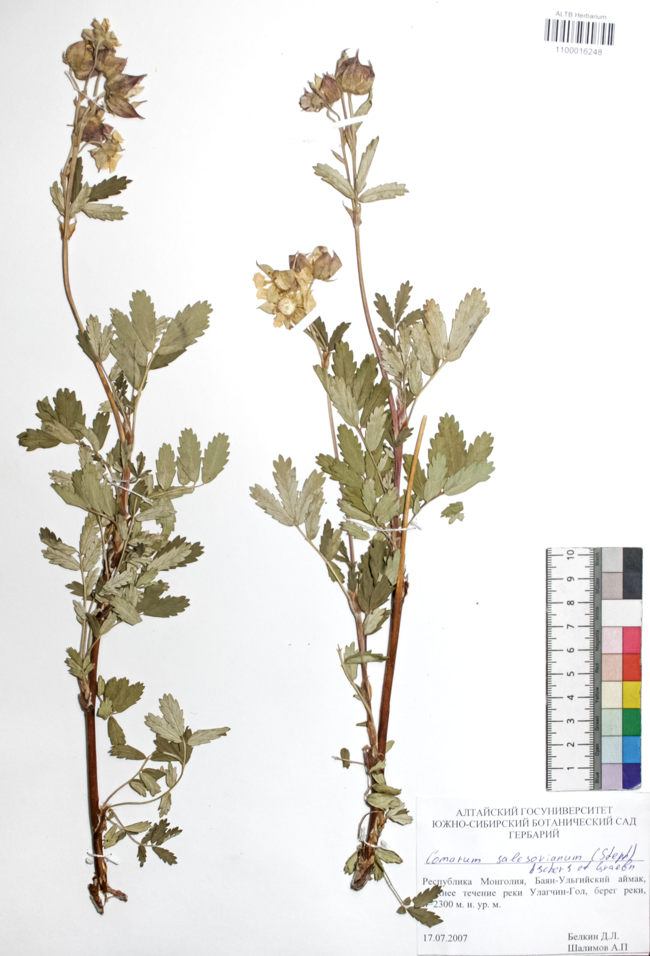 Comarum salesovianum (Steph) Asch. et Graebn.