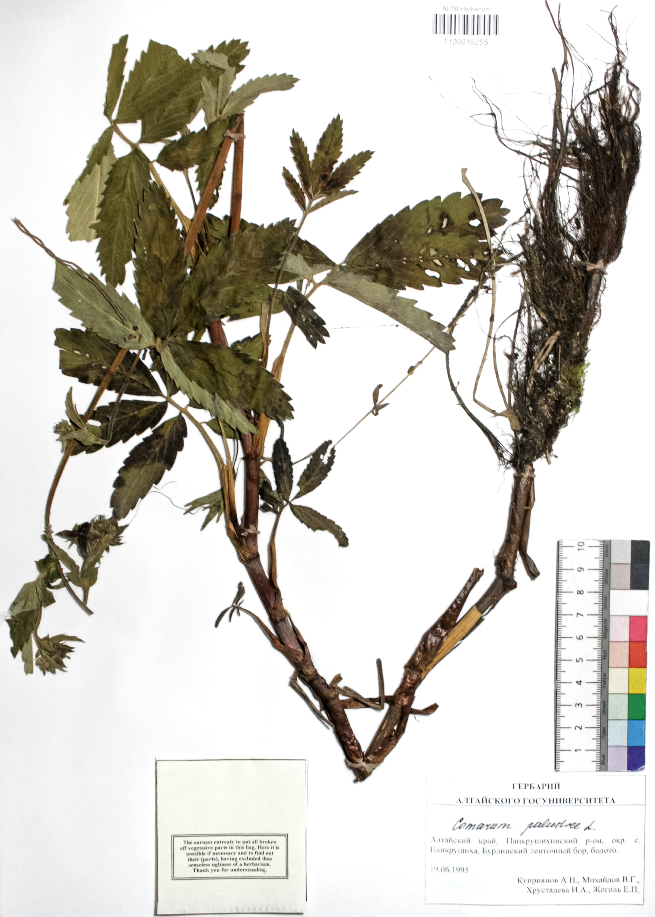 Comarum palustre L.