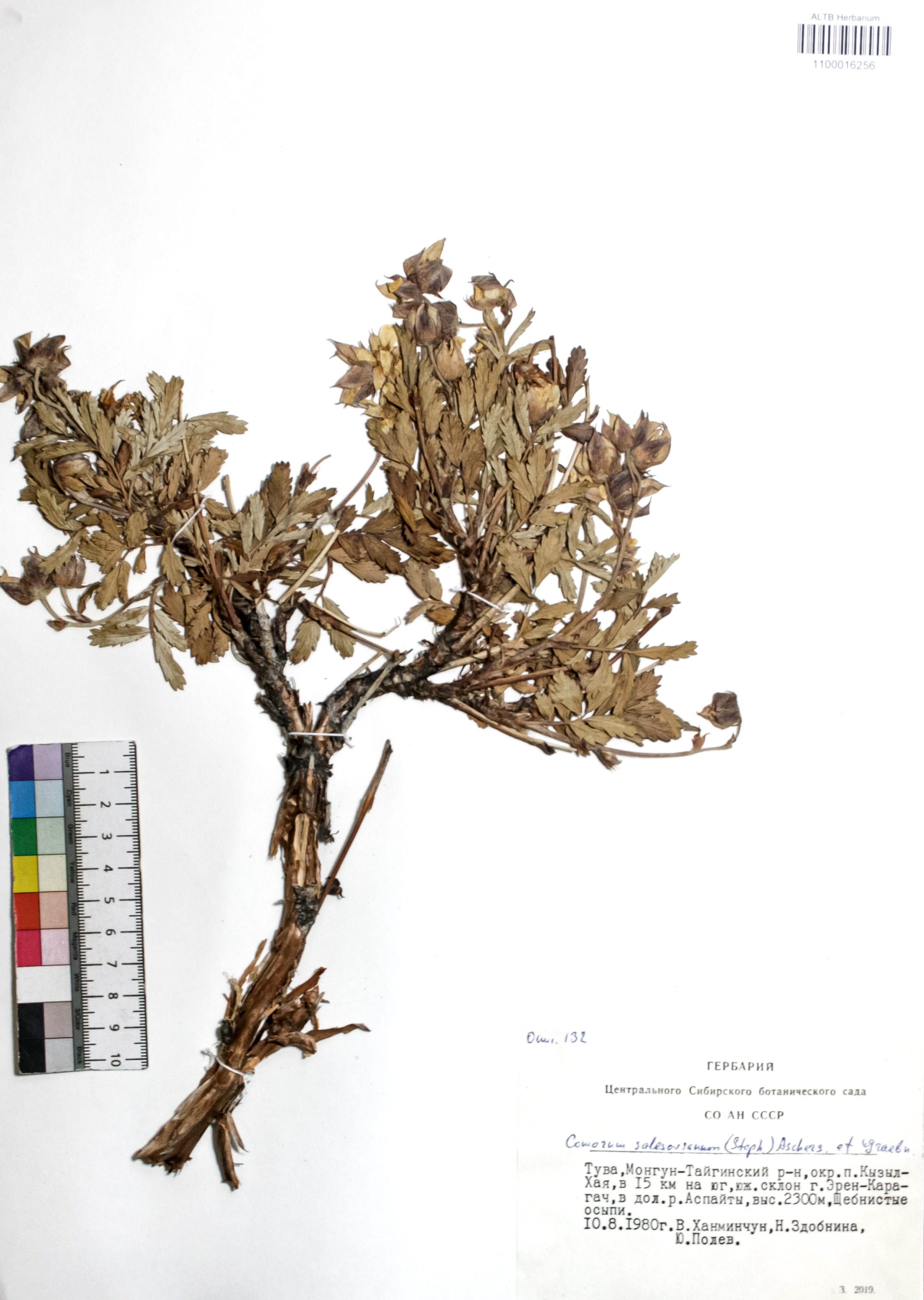 Comarum salesovianum (Steph) Asch. et Graebn.