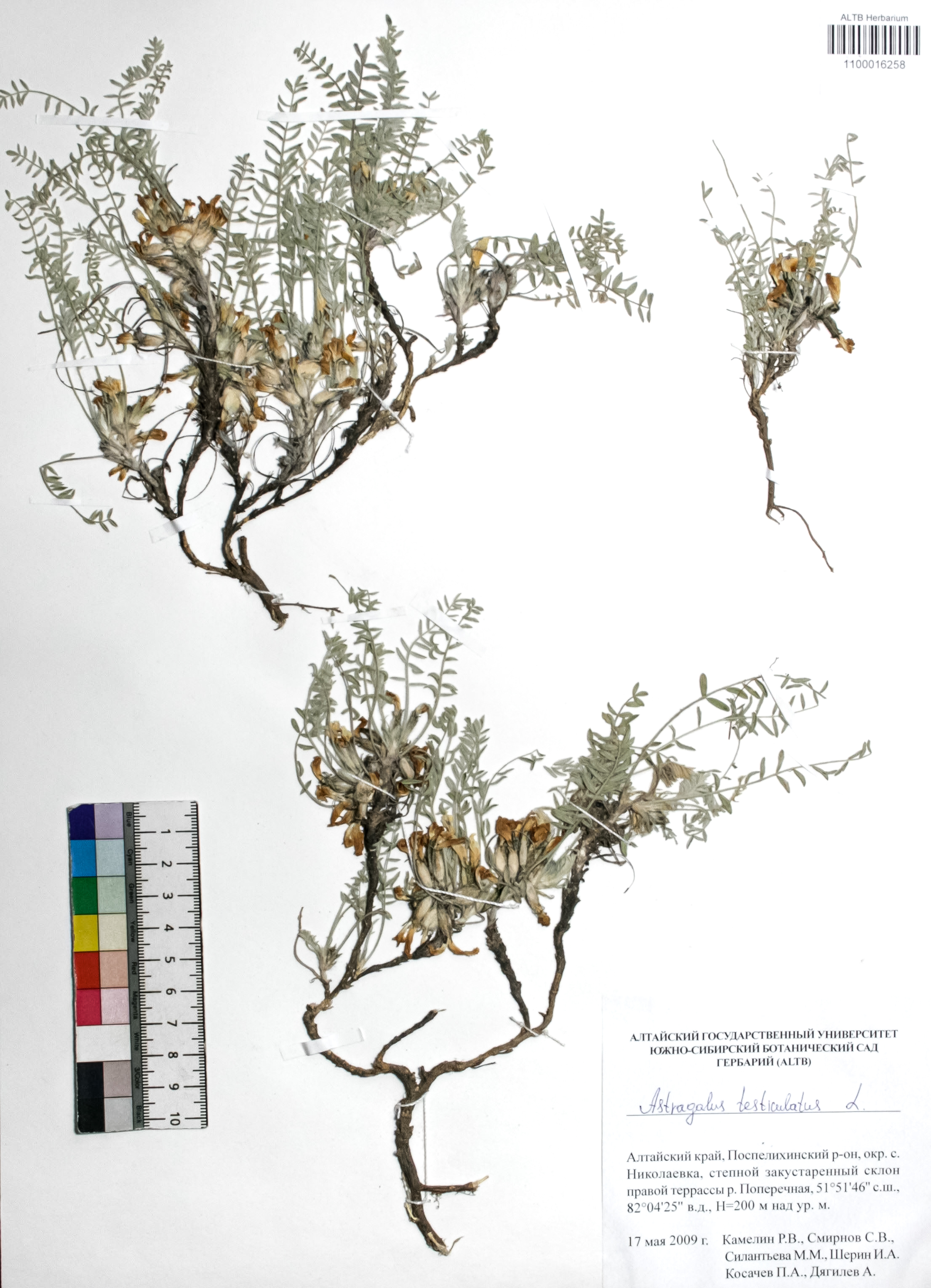 Astragalus testiculatus Pall. 
