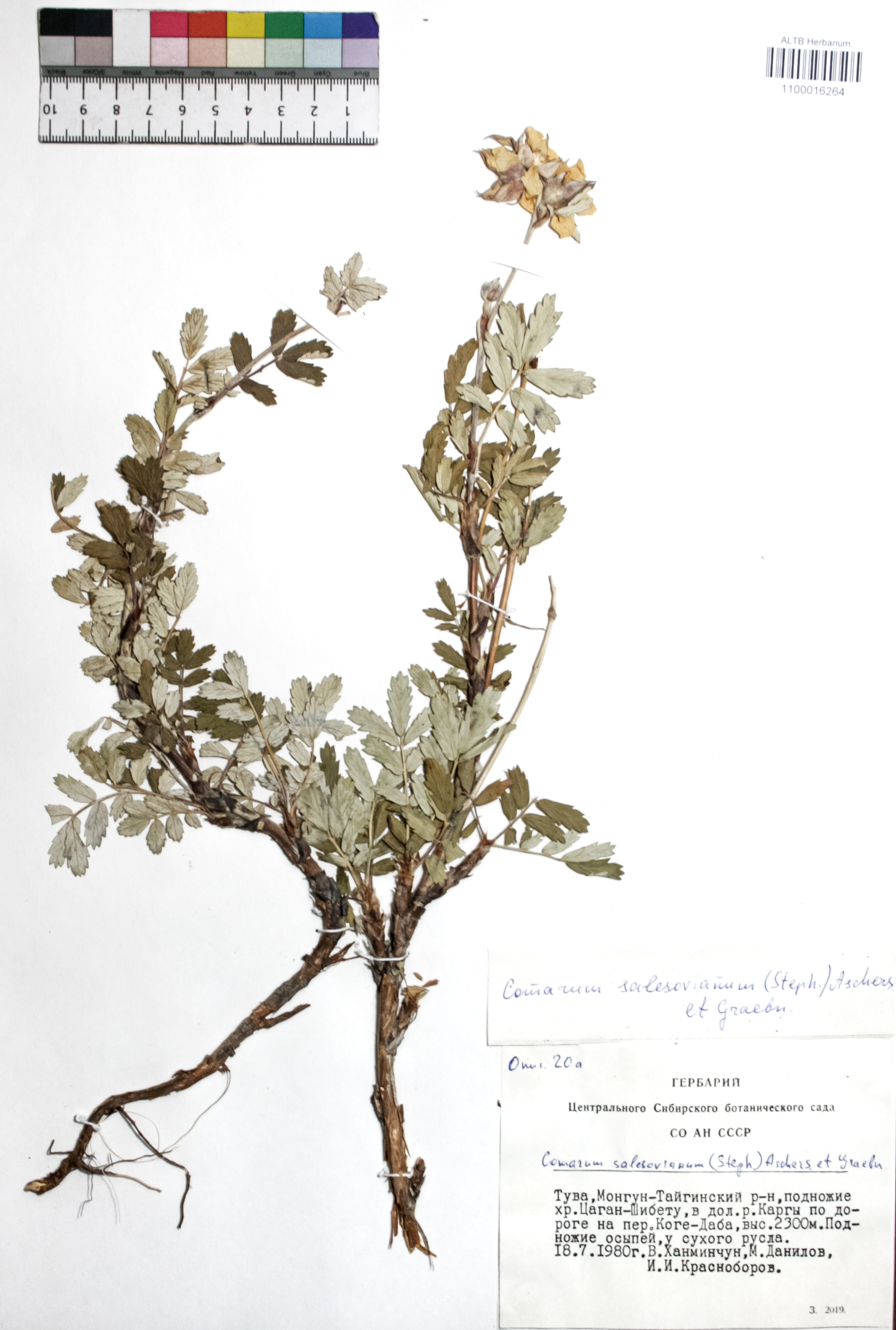 Comarum salesovianum (Steph) Asch. et Graebn.