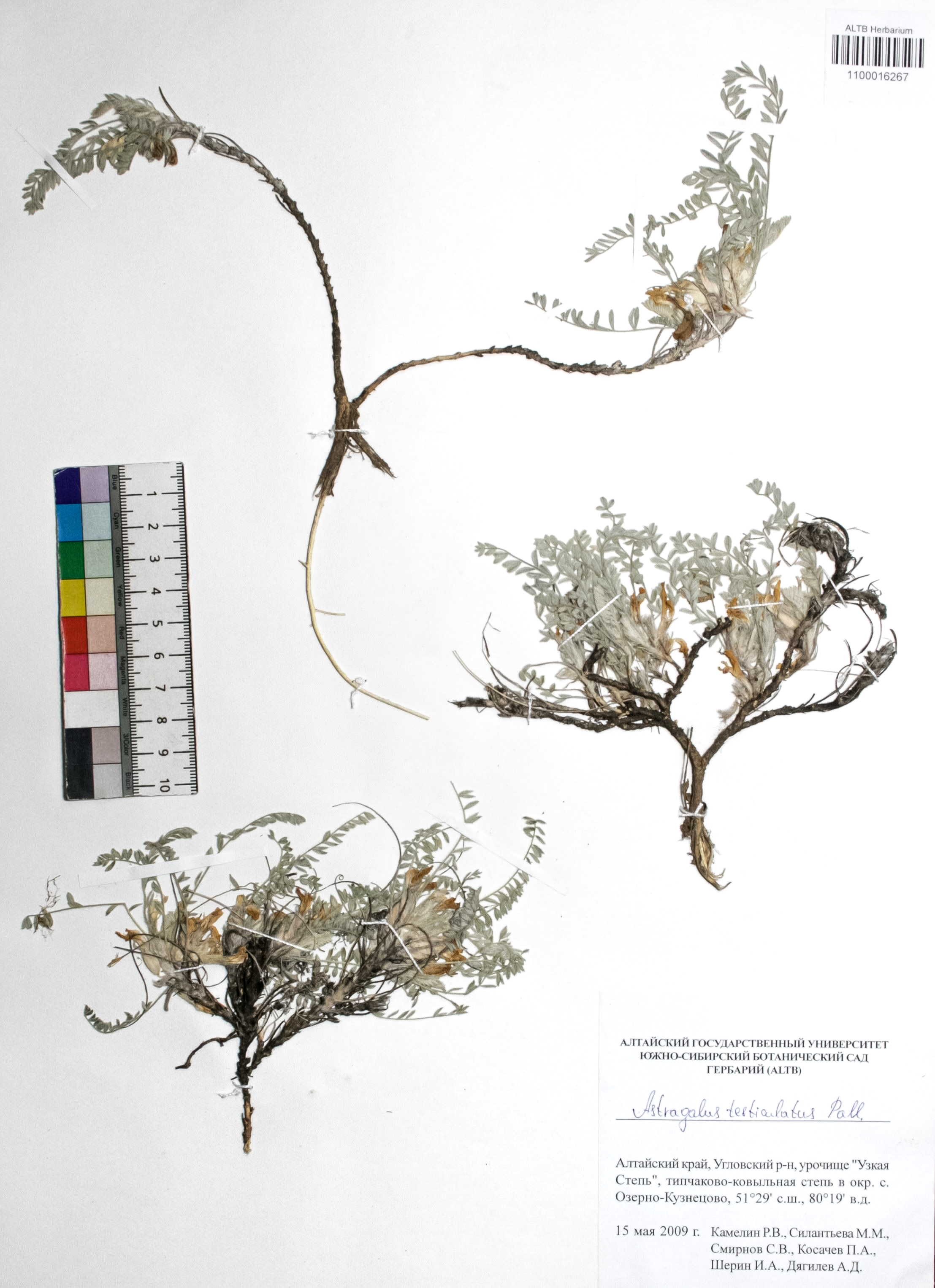 Astragalus testiculatus Pall. 
