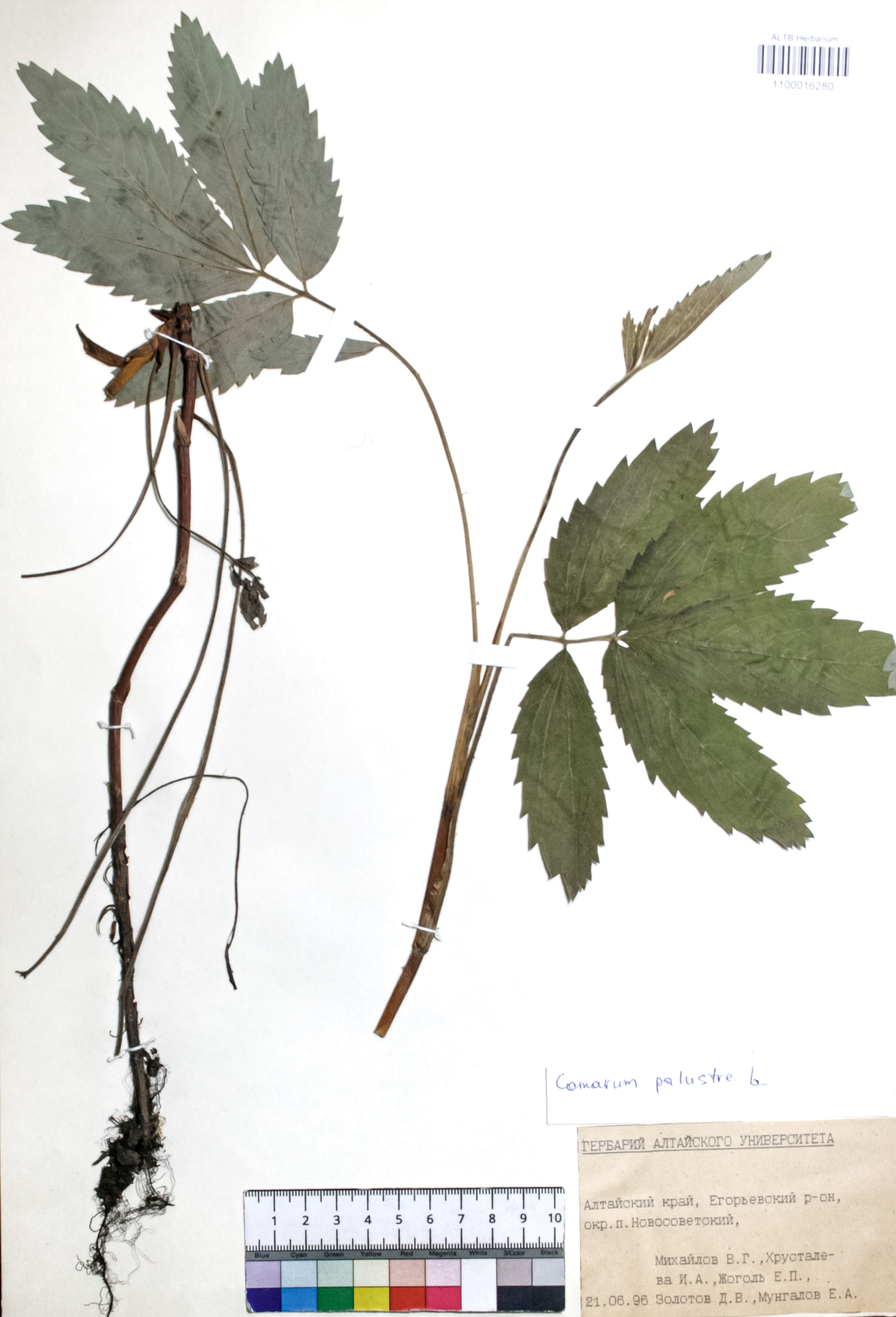 Comarum palustre L.