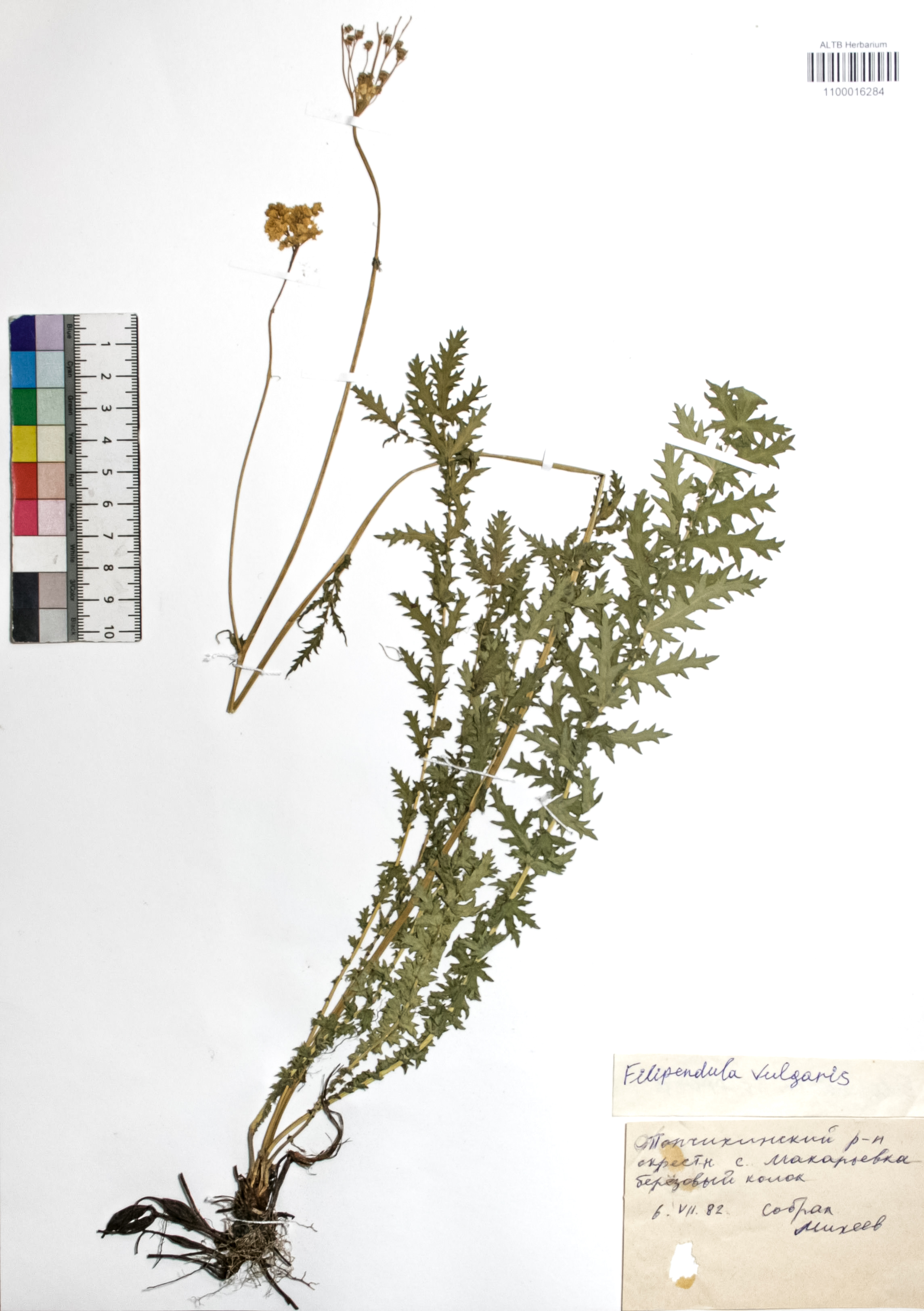 Filipendula vulgaris Moench
