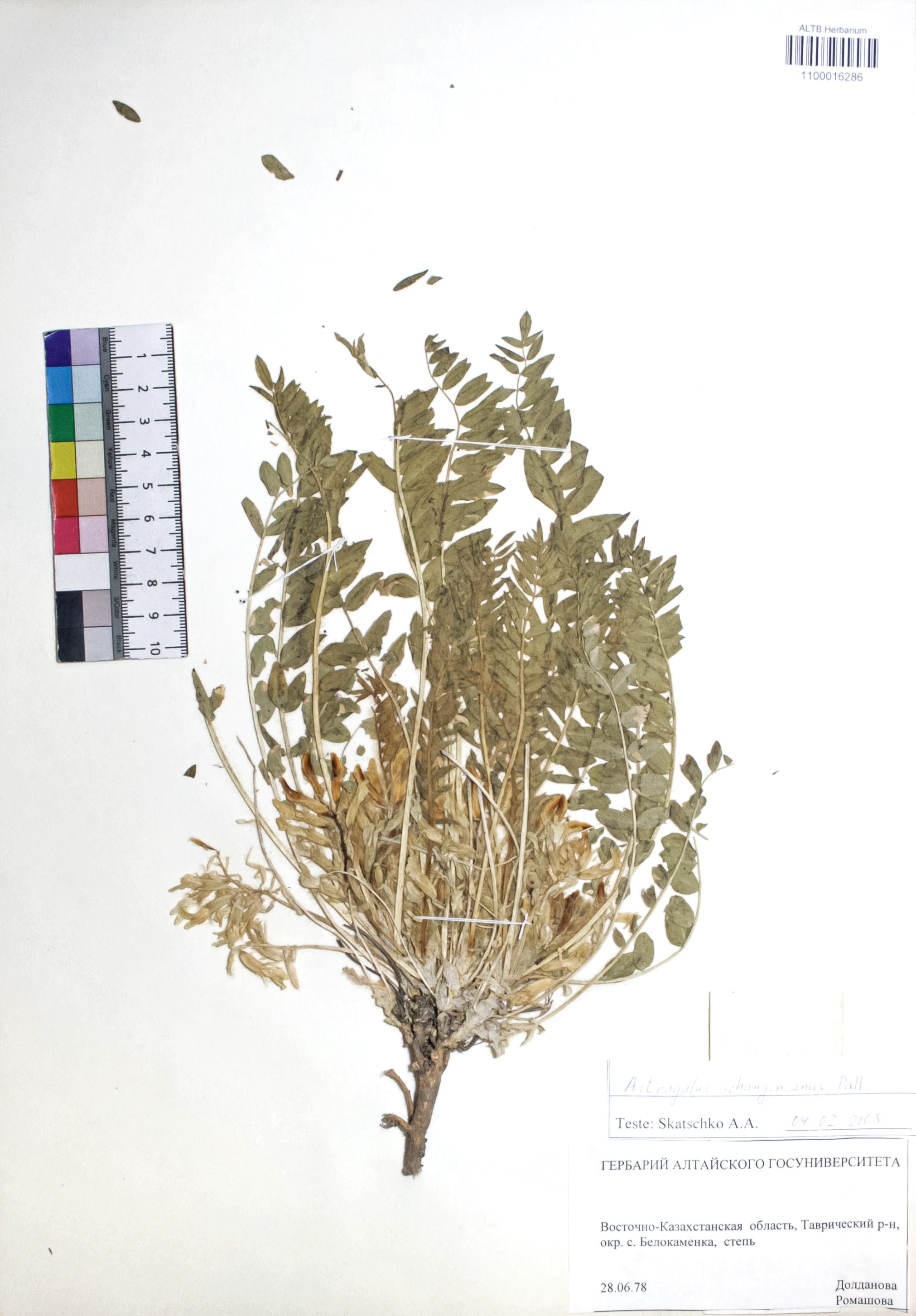 Astragalus schanginianus Pall.