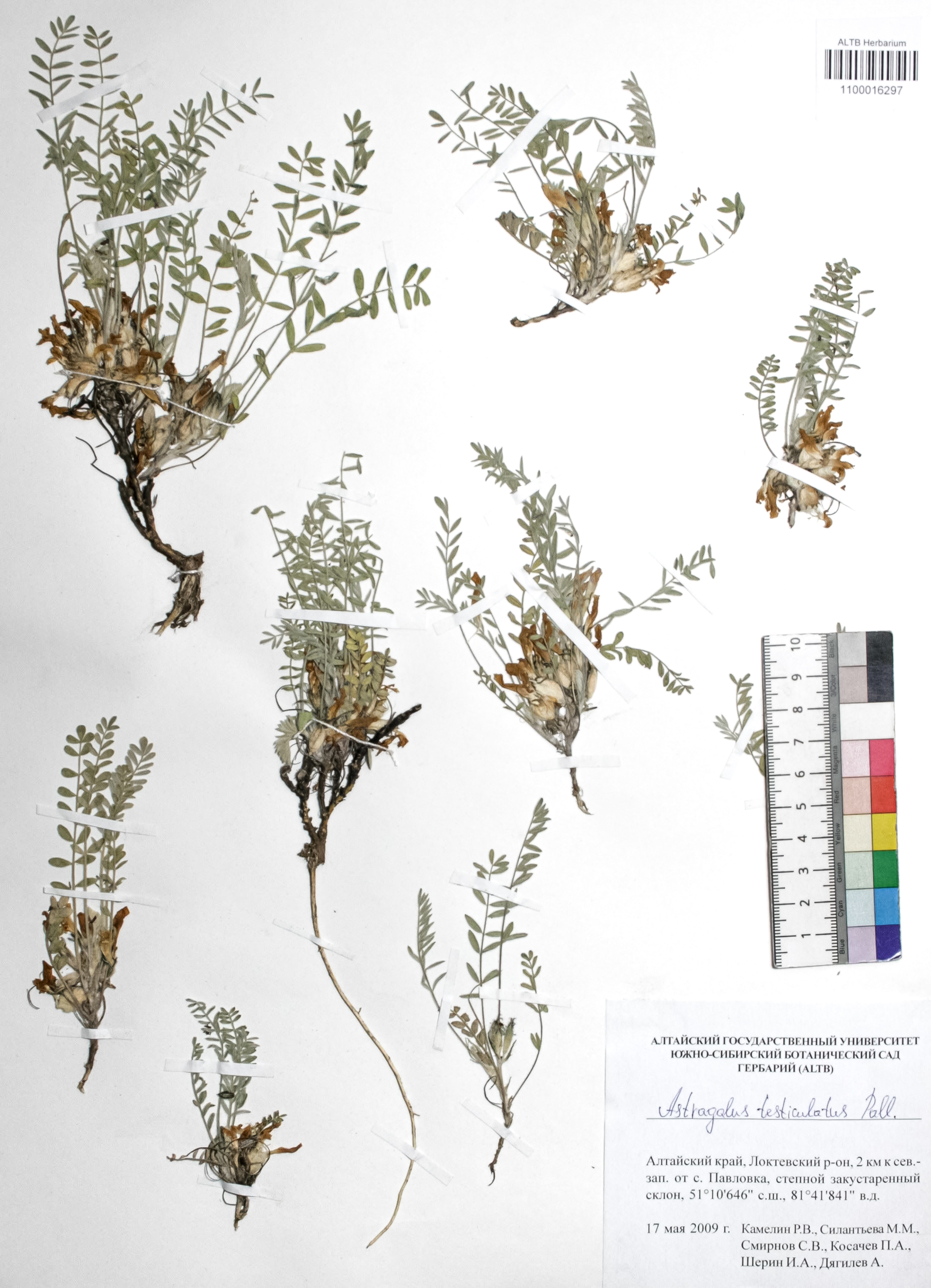 Astragalus testiculatus Pall. 