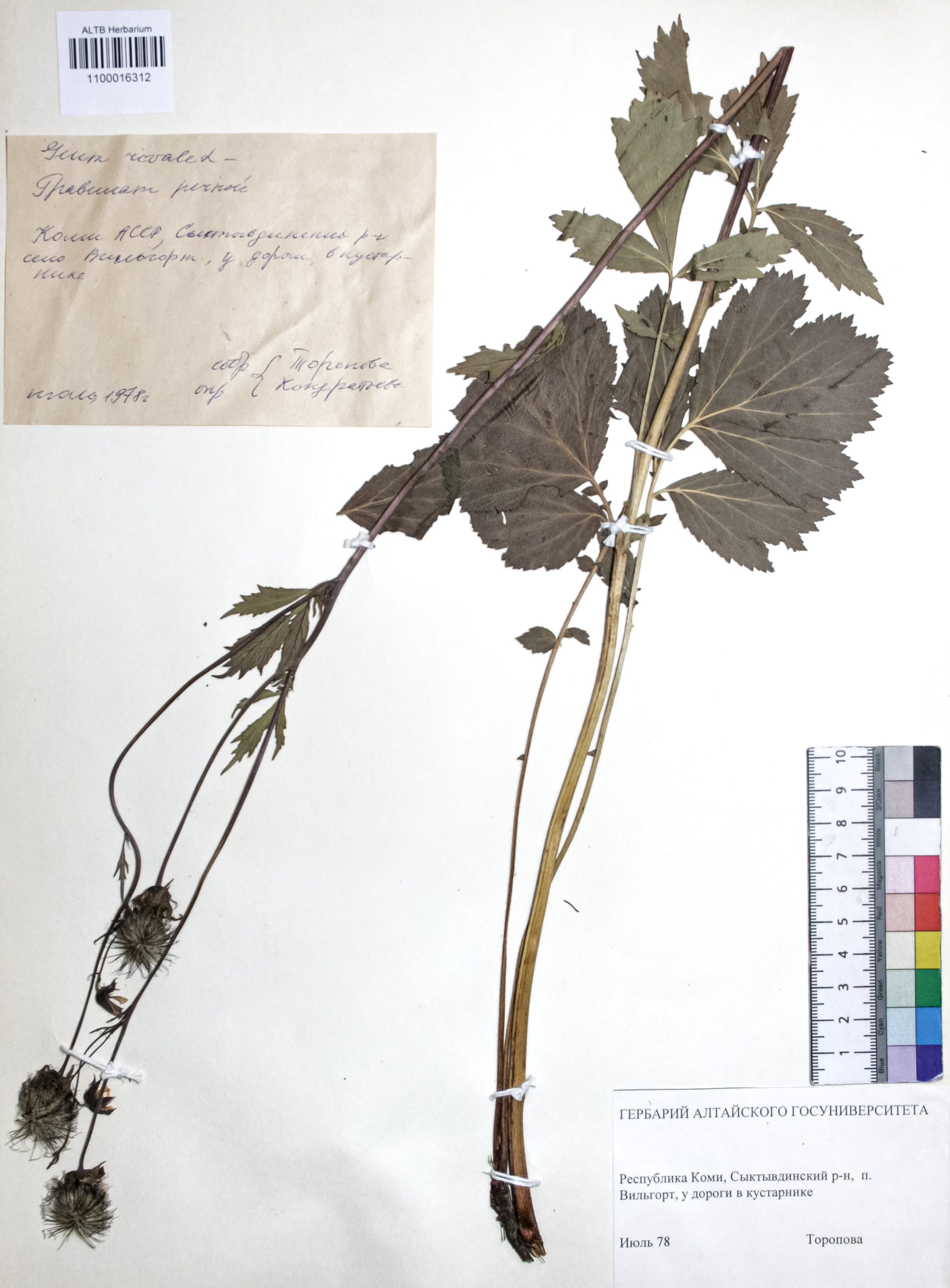 Geum rivale L.