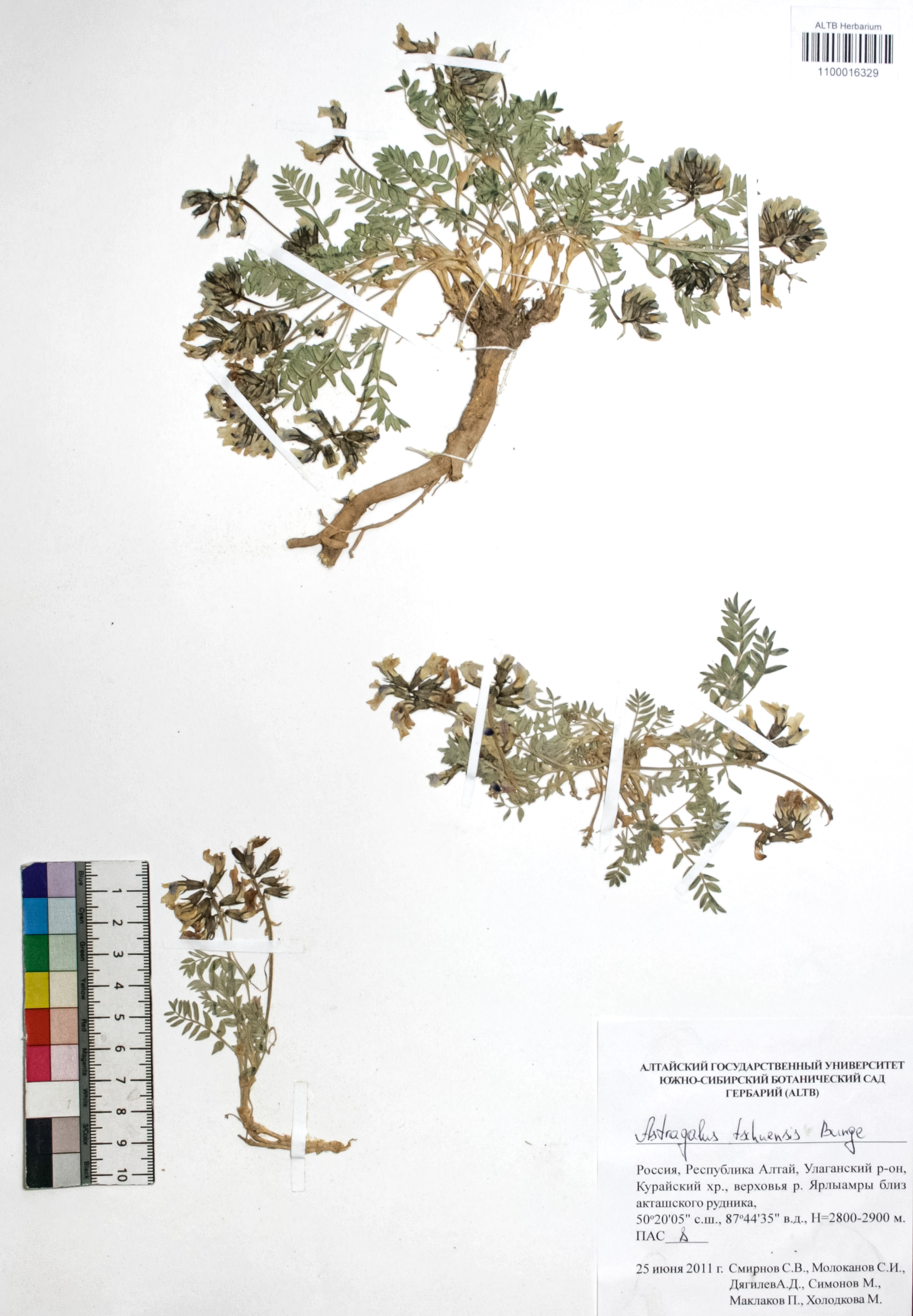Astragalus tschuensis Bunge. 