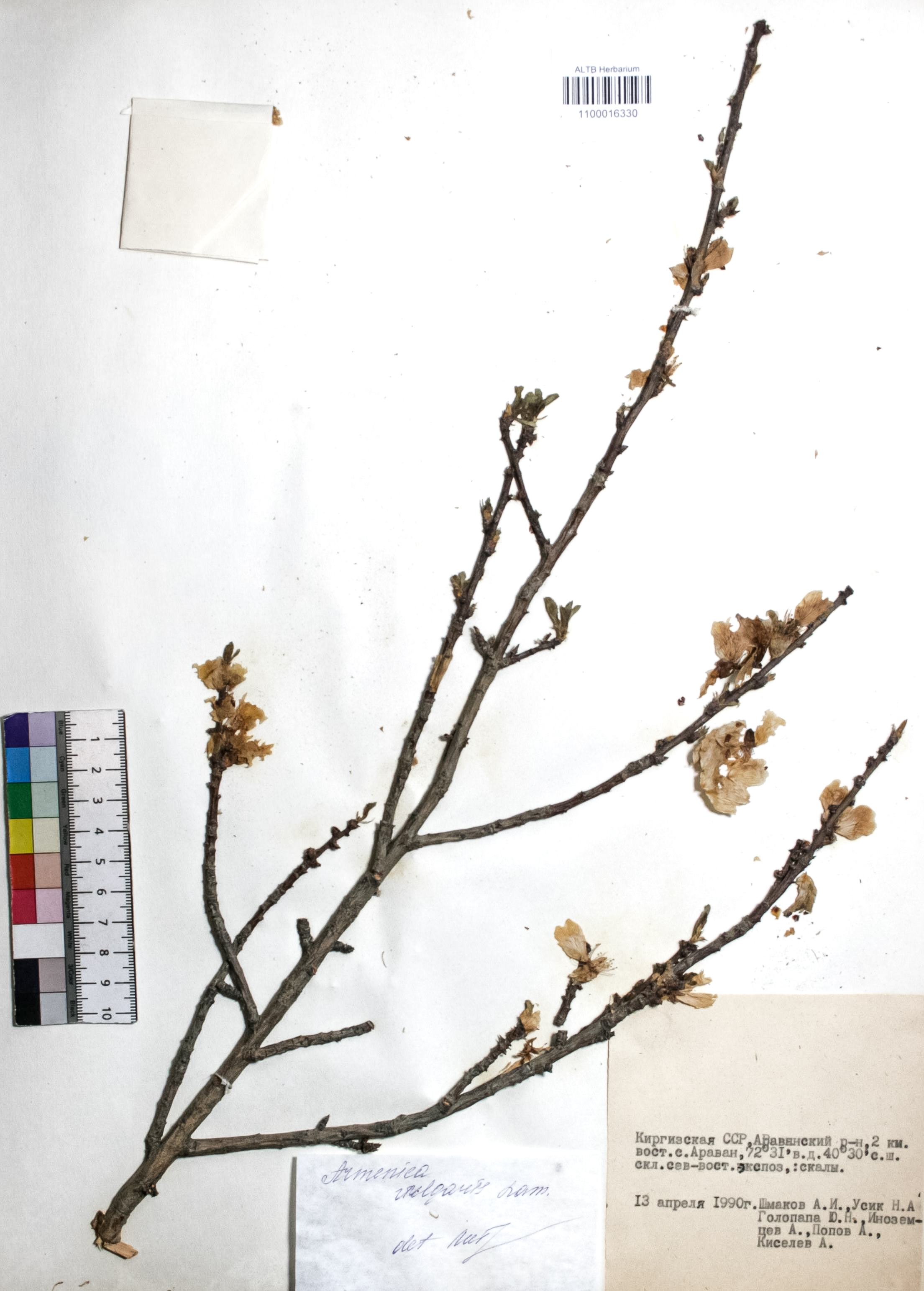 Prunus armeniaca L.
