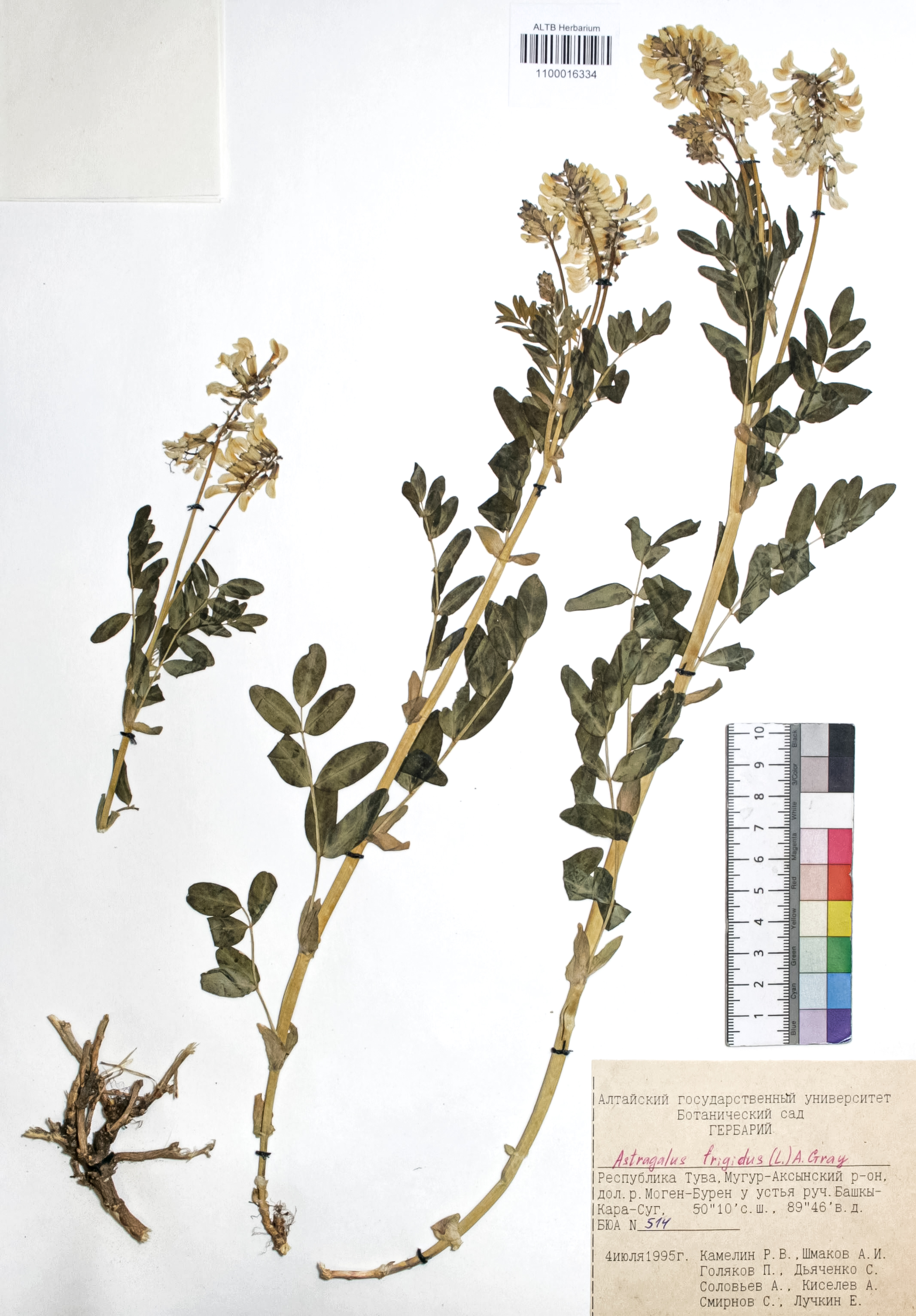 Astragalus frigidus (L.) A. Gray