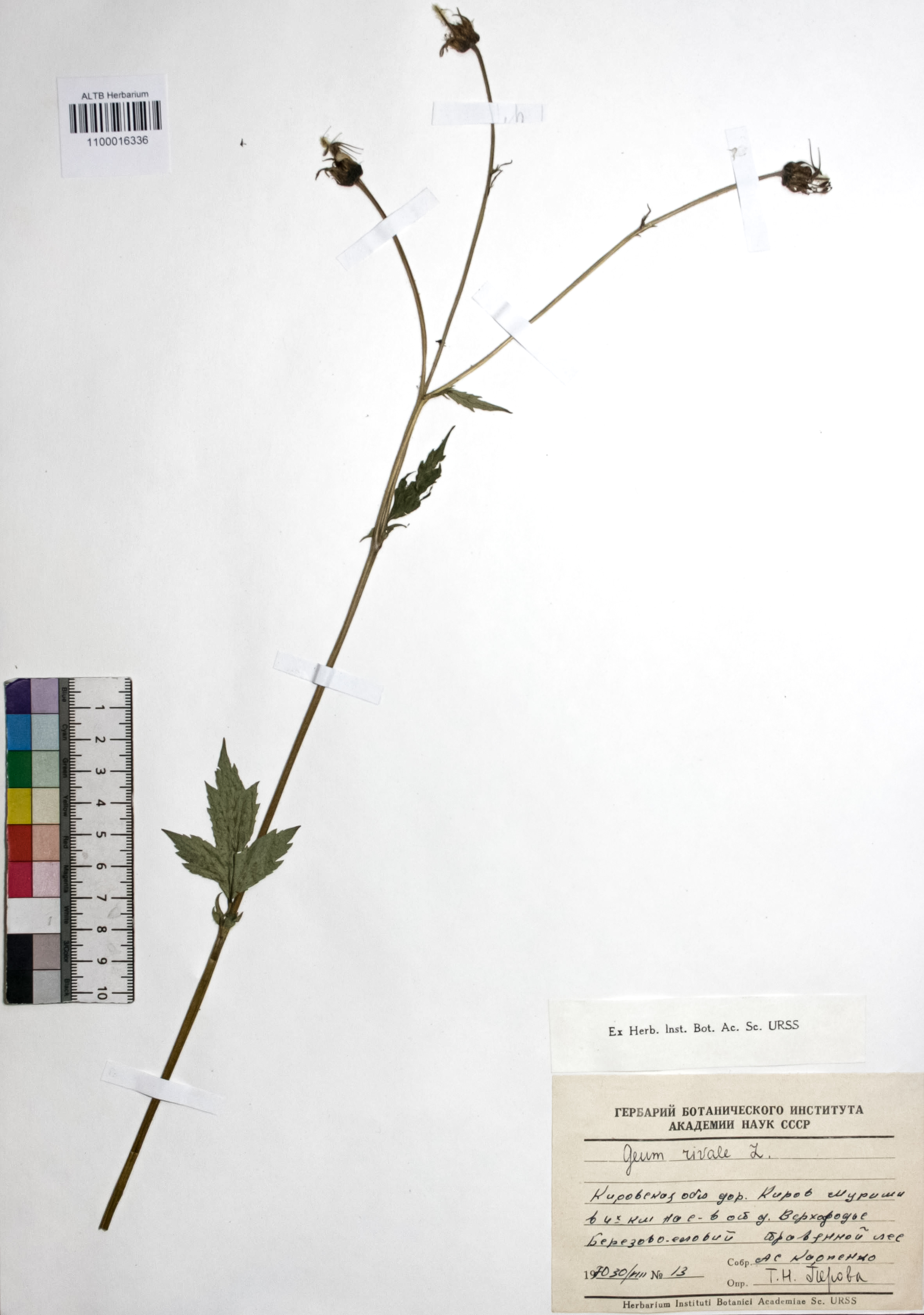 Geum rivale L.