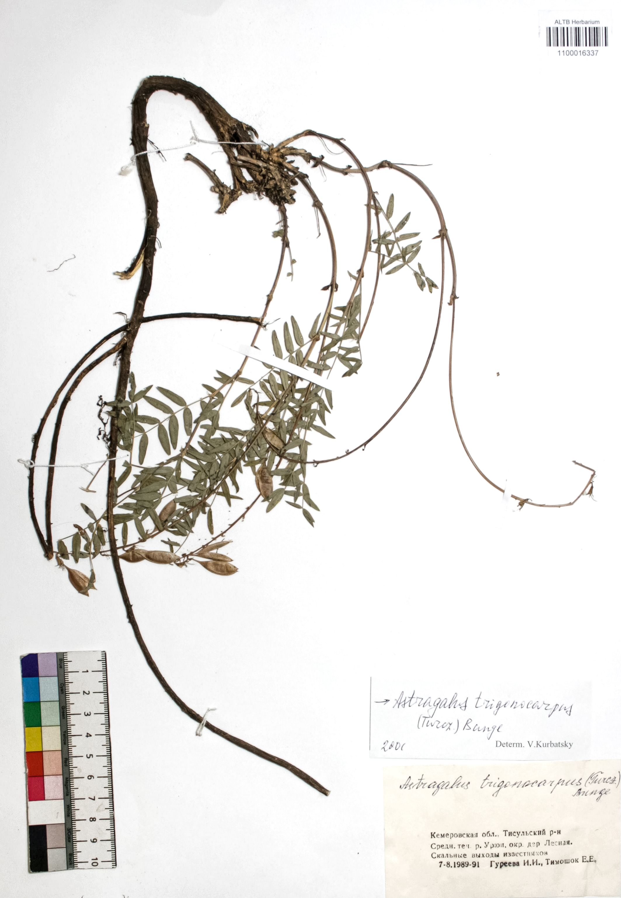 Astragalus trigonocarpus (Turcz.) Bunge