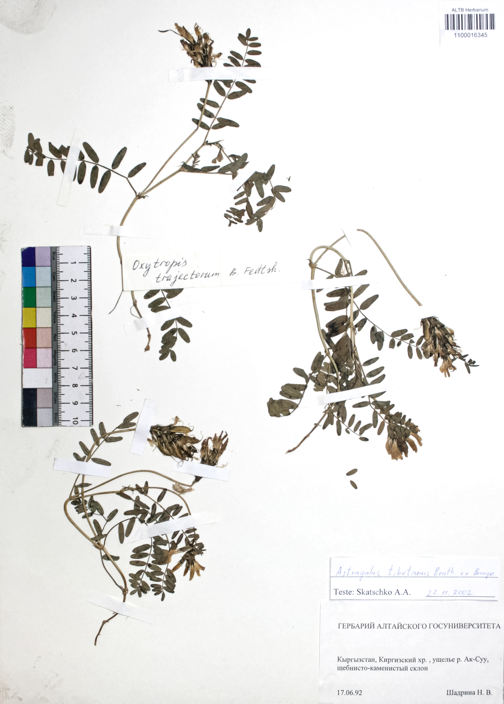 Astragalus tibetanus Benth. ex Bunge