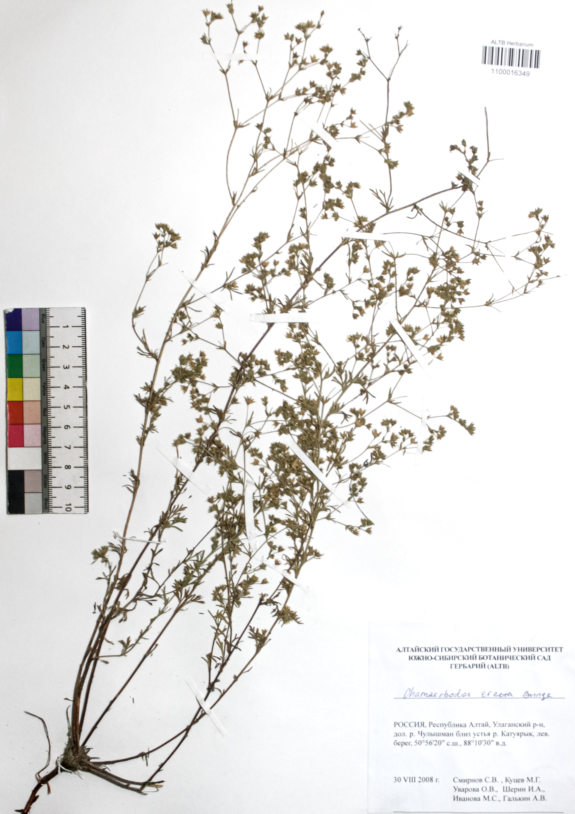 Chamaerhodos erecta (L.) Bunge