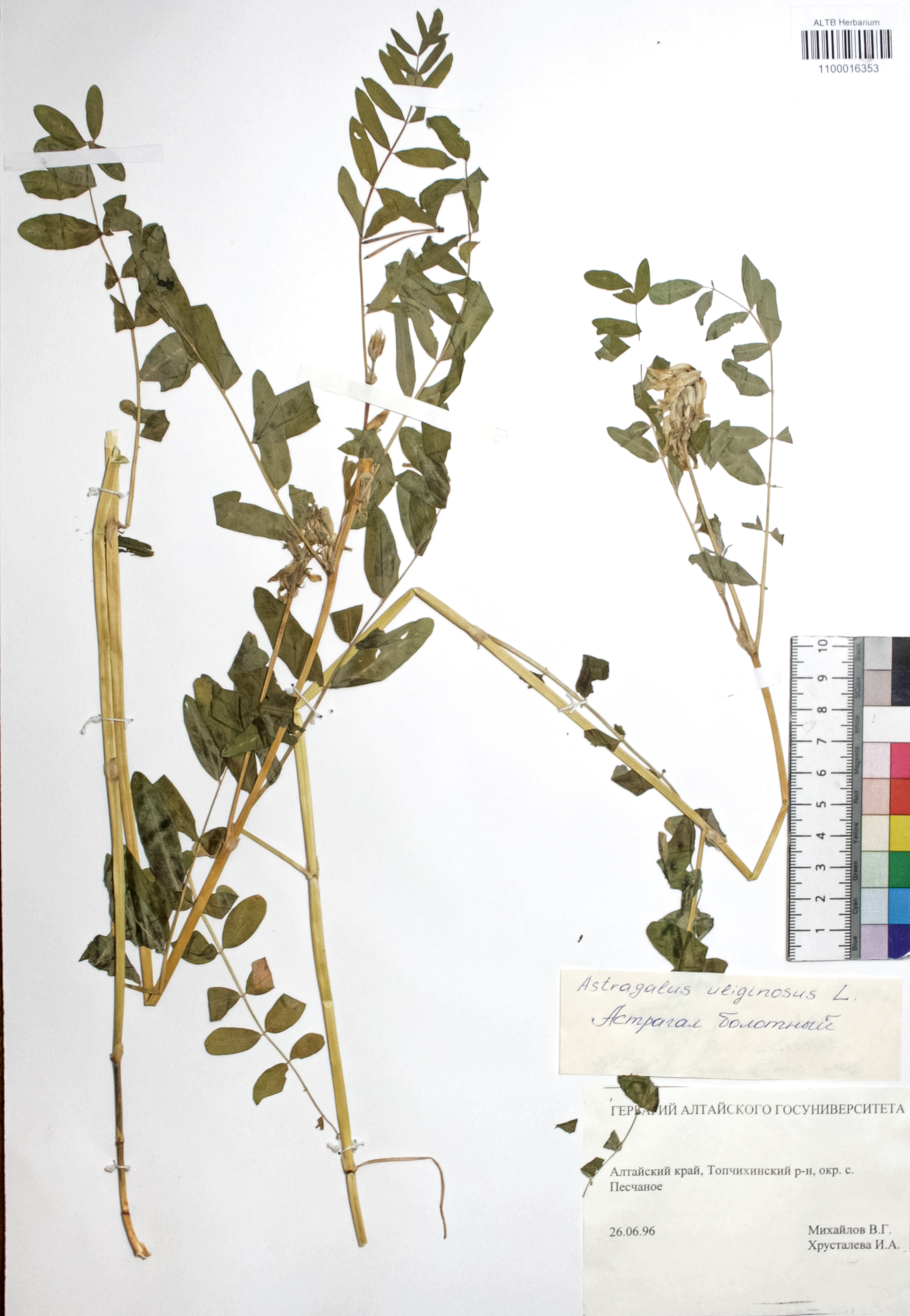 Astragalus uliginosus L