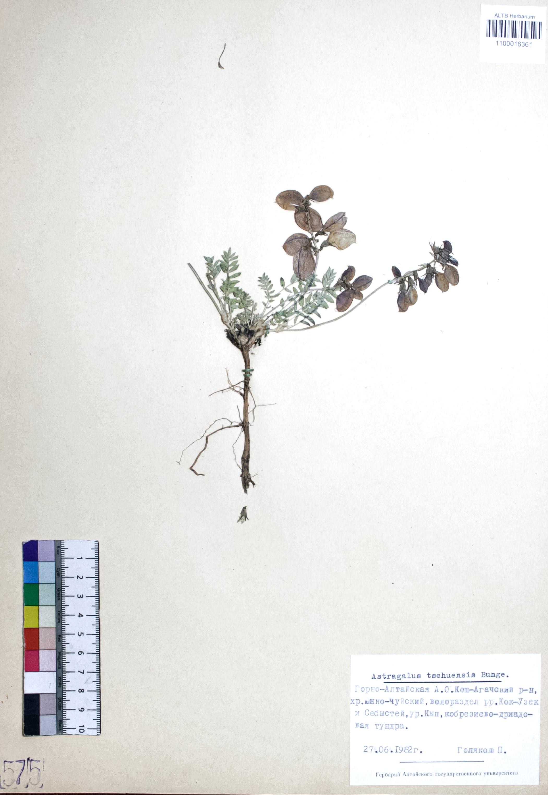 Astragalus tschuensis Bunge. 