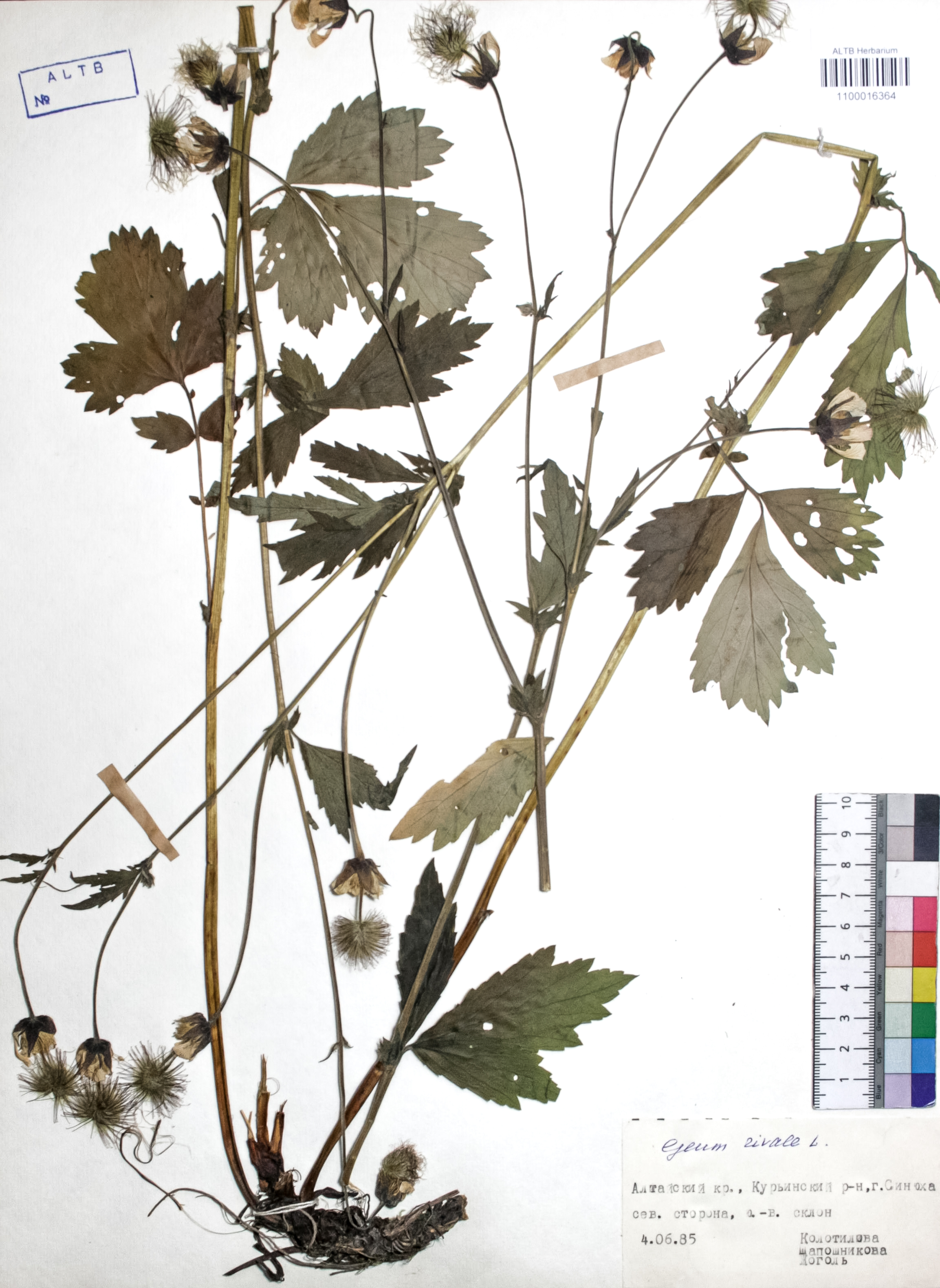 Geum rivale L.