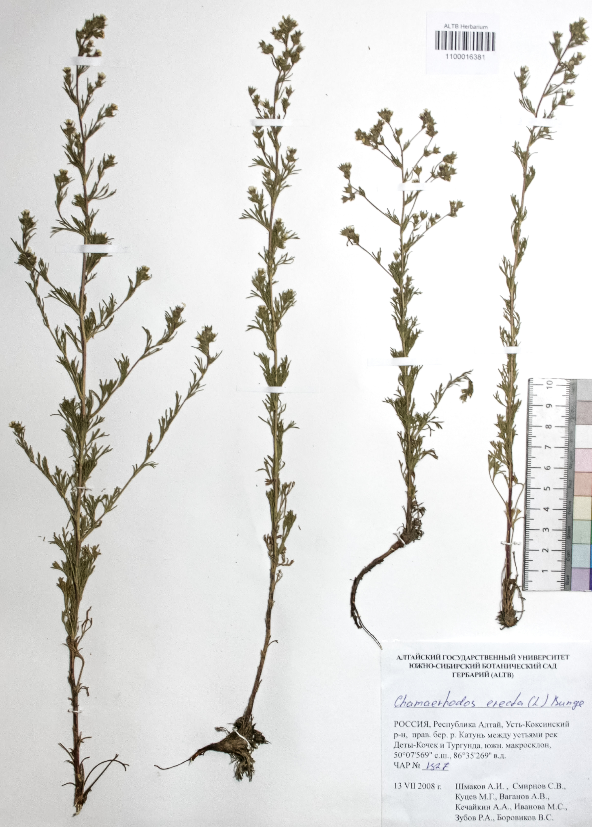 Chamaerhodos erecta (L.) Bunge