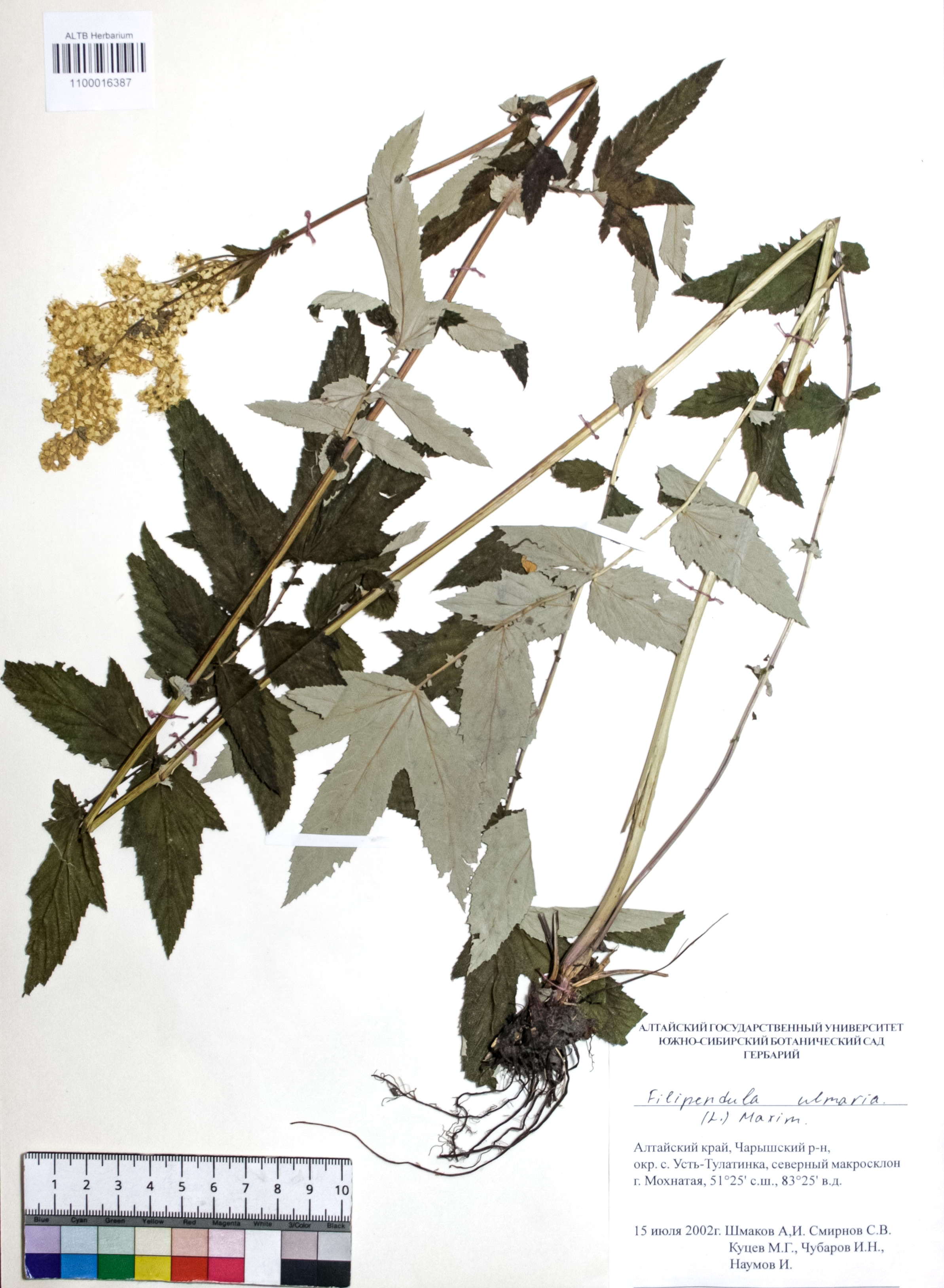 Filipendula ulmaria (L.) Maxim.