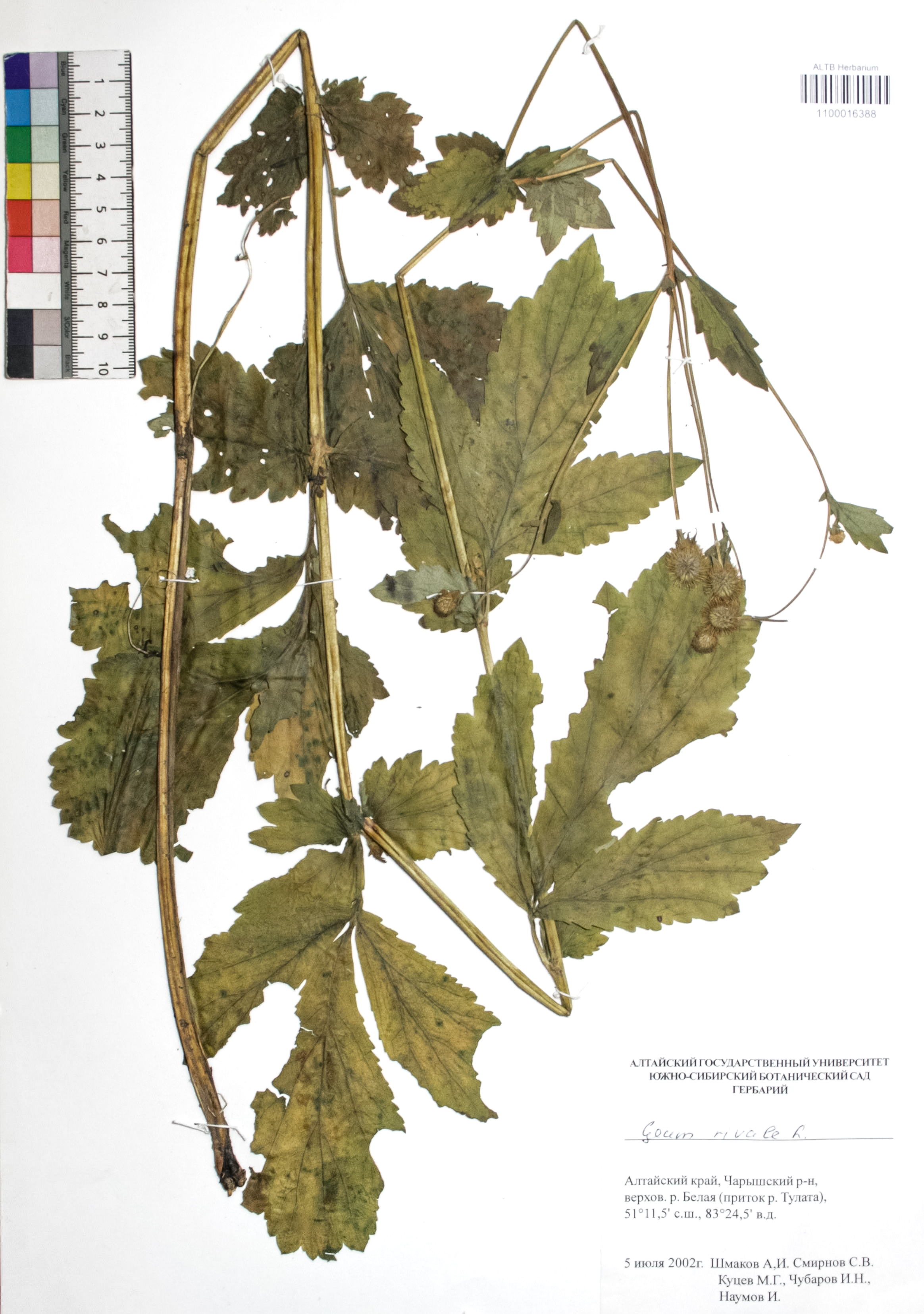 Geum rivale L.