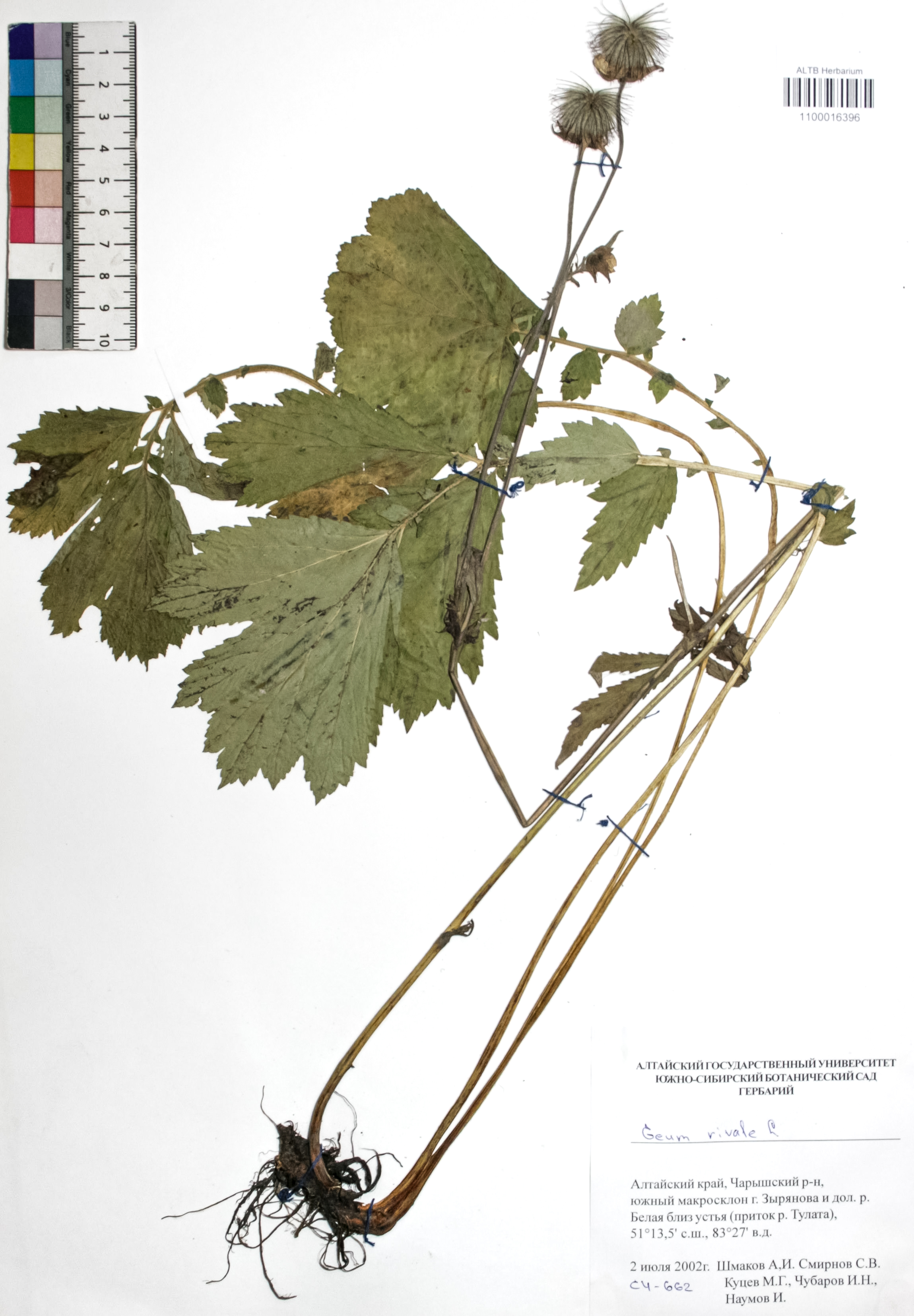 Geum rivale L.