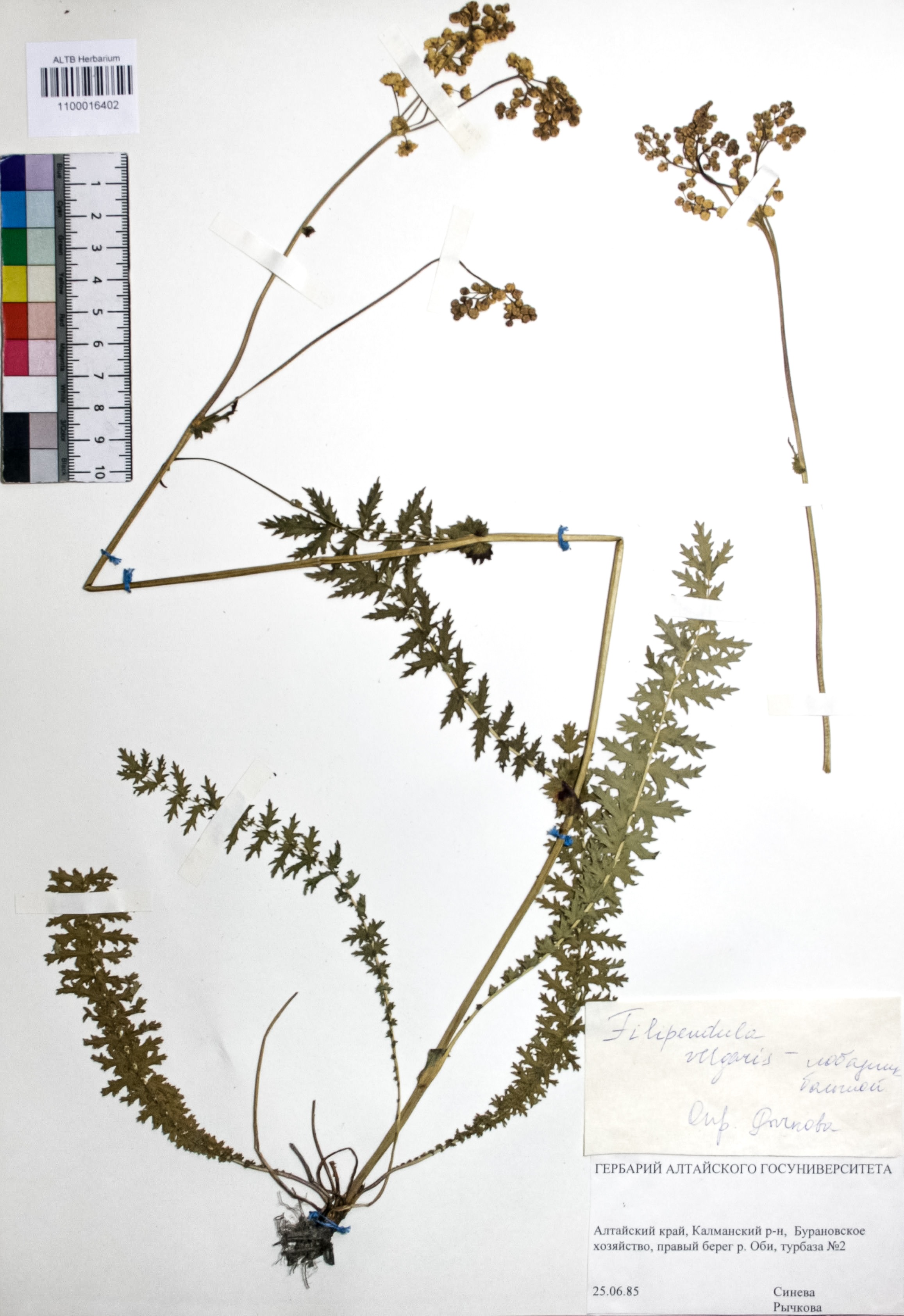 Filipendula vulgaris Moench