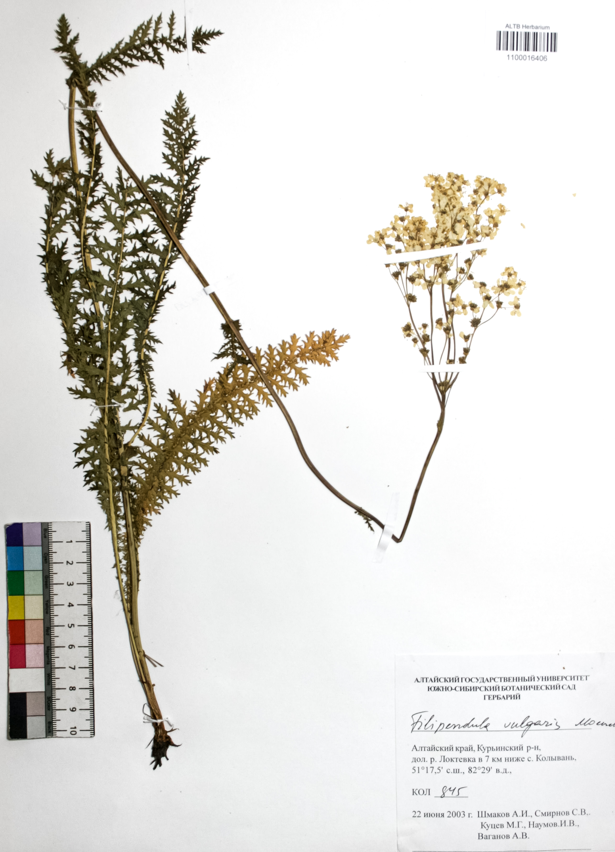 Filipendula vulgaris Moench