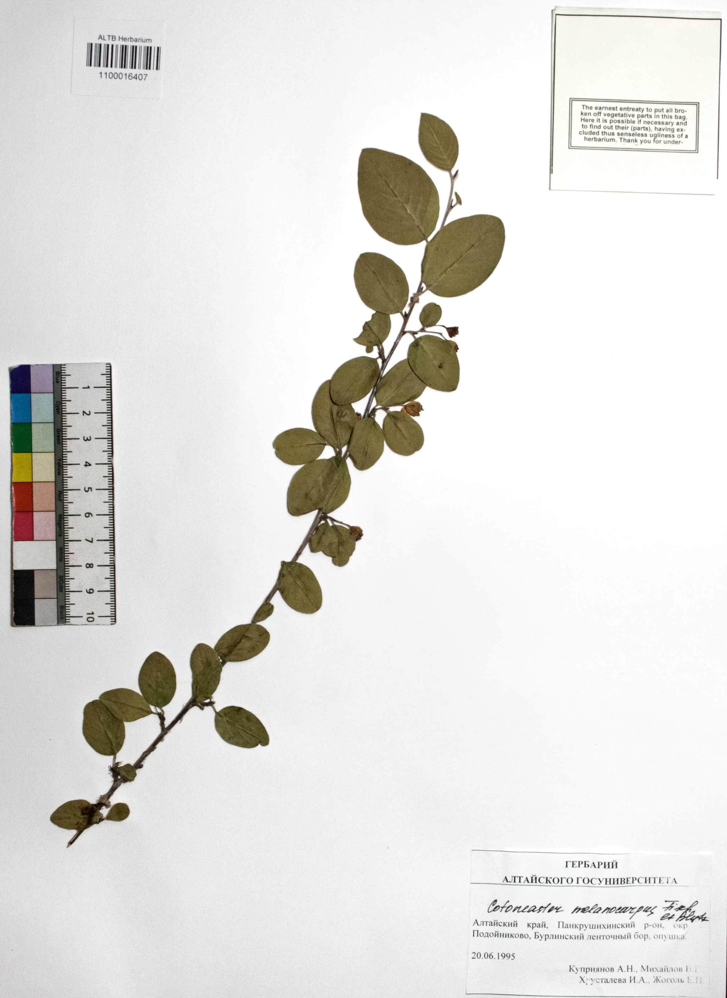 Cotoneaster melanocarpus Fisch. ex Blytt