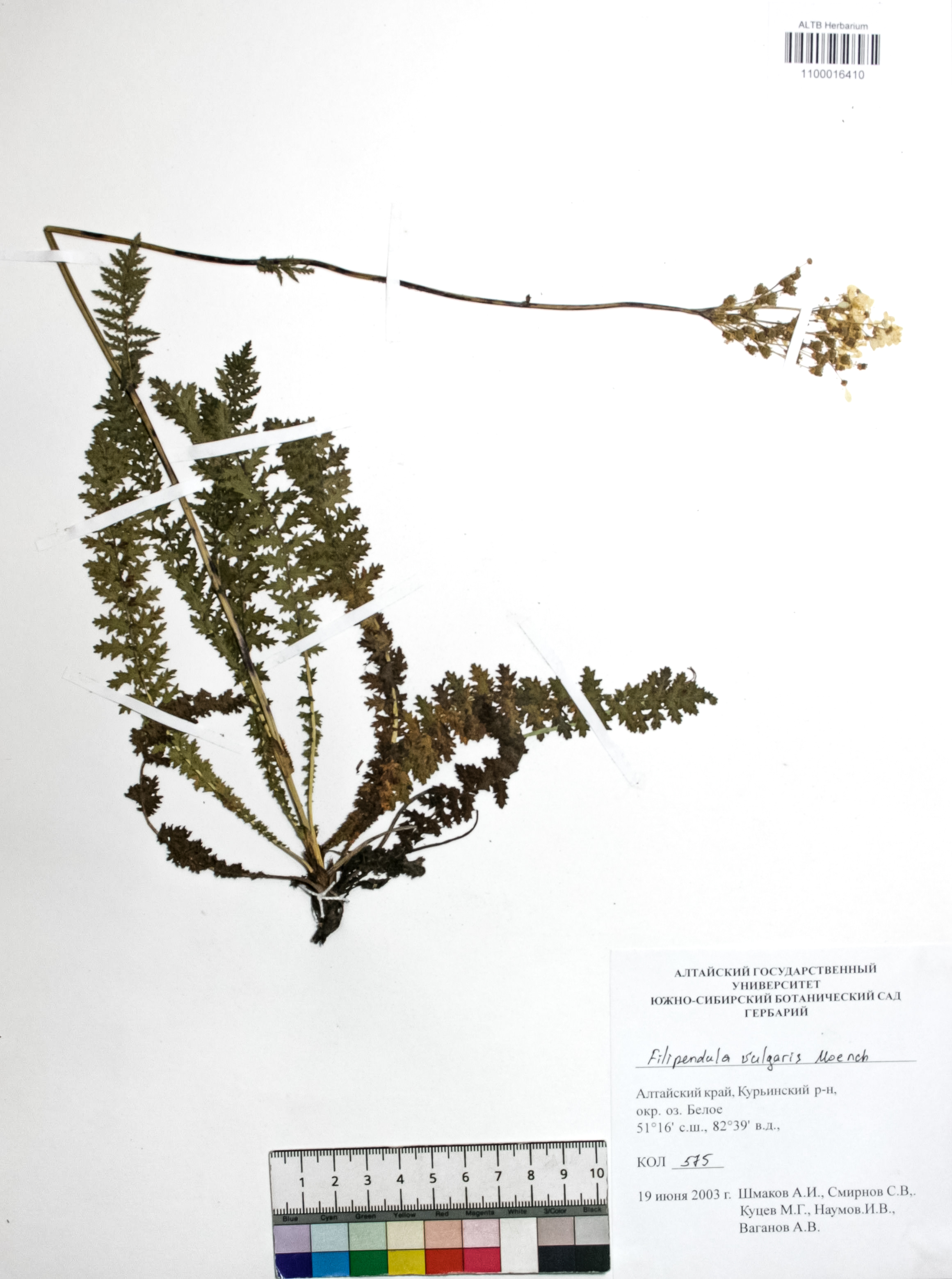 Filipendula vulgaris Moench
