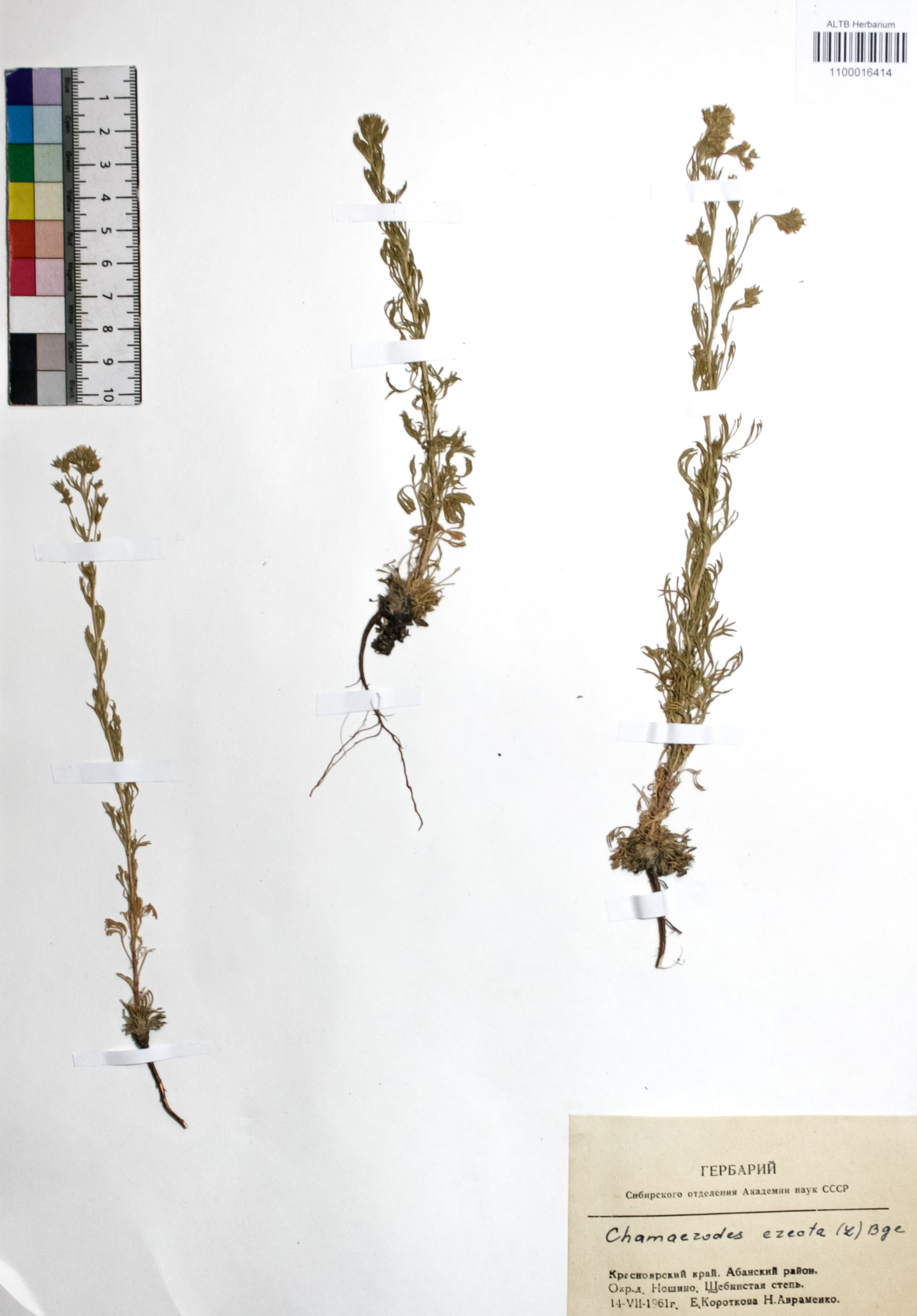 Chamaerhodos erecta (L.) Bunge